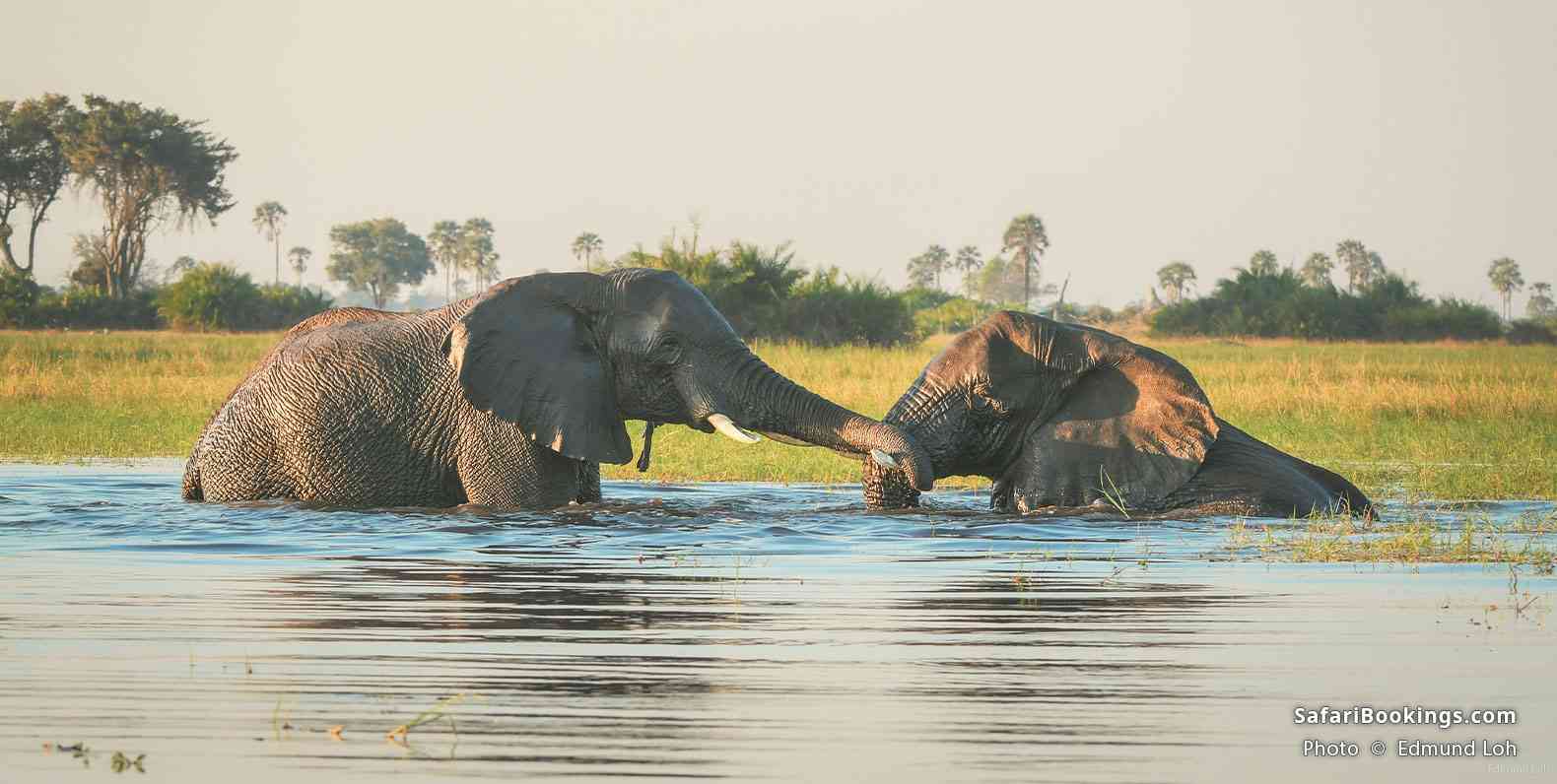 Elephants playing in the floodwaters of Okavango Delta