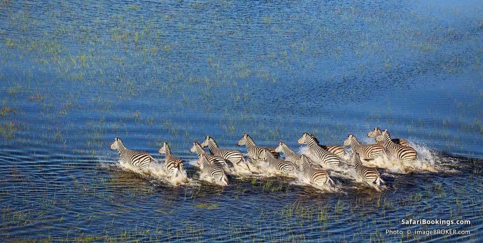 Zebras crossing a flooded plain in the Okavango Delta.