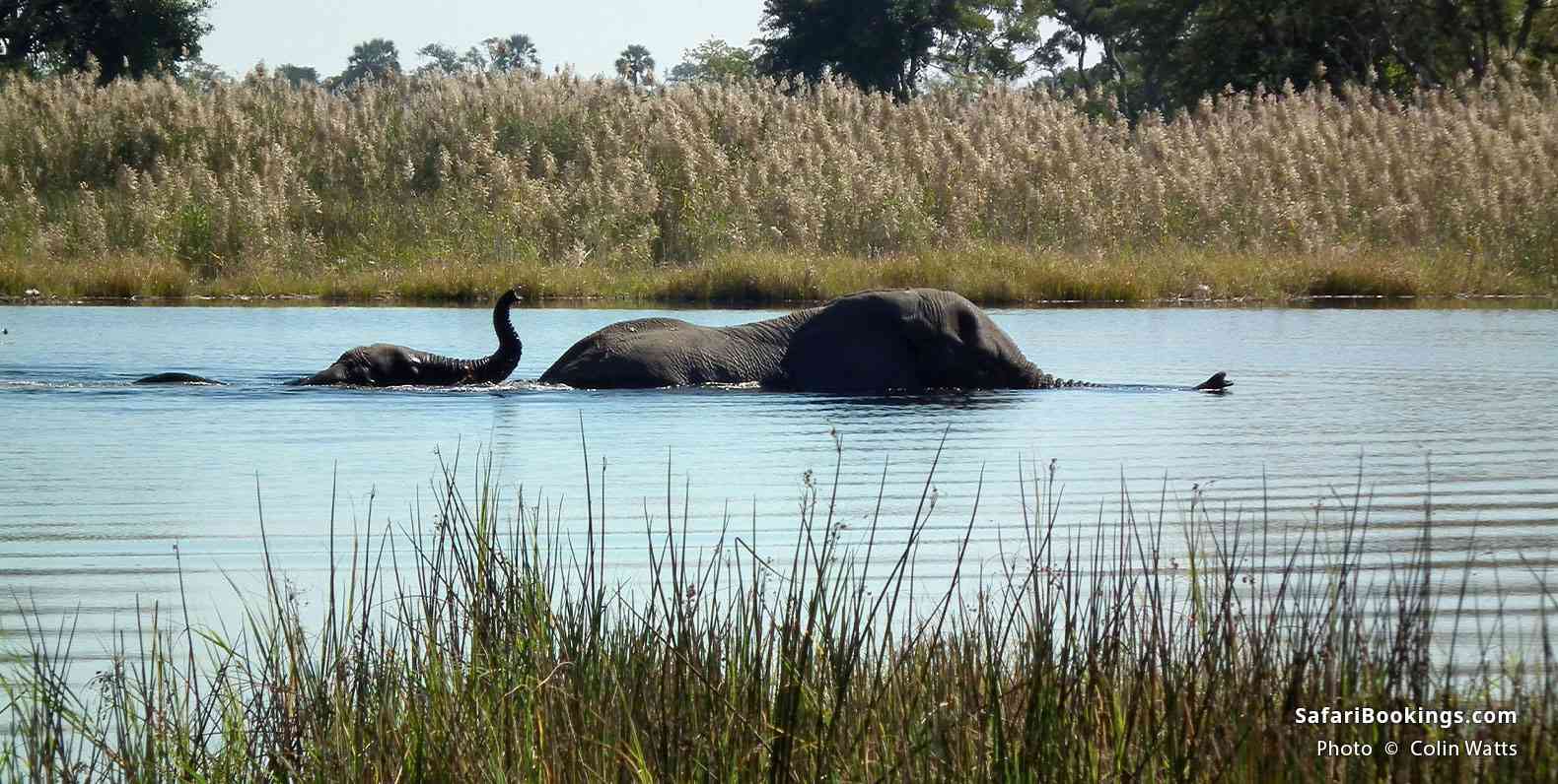 Elephants wading through the Okavango Delta