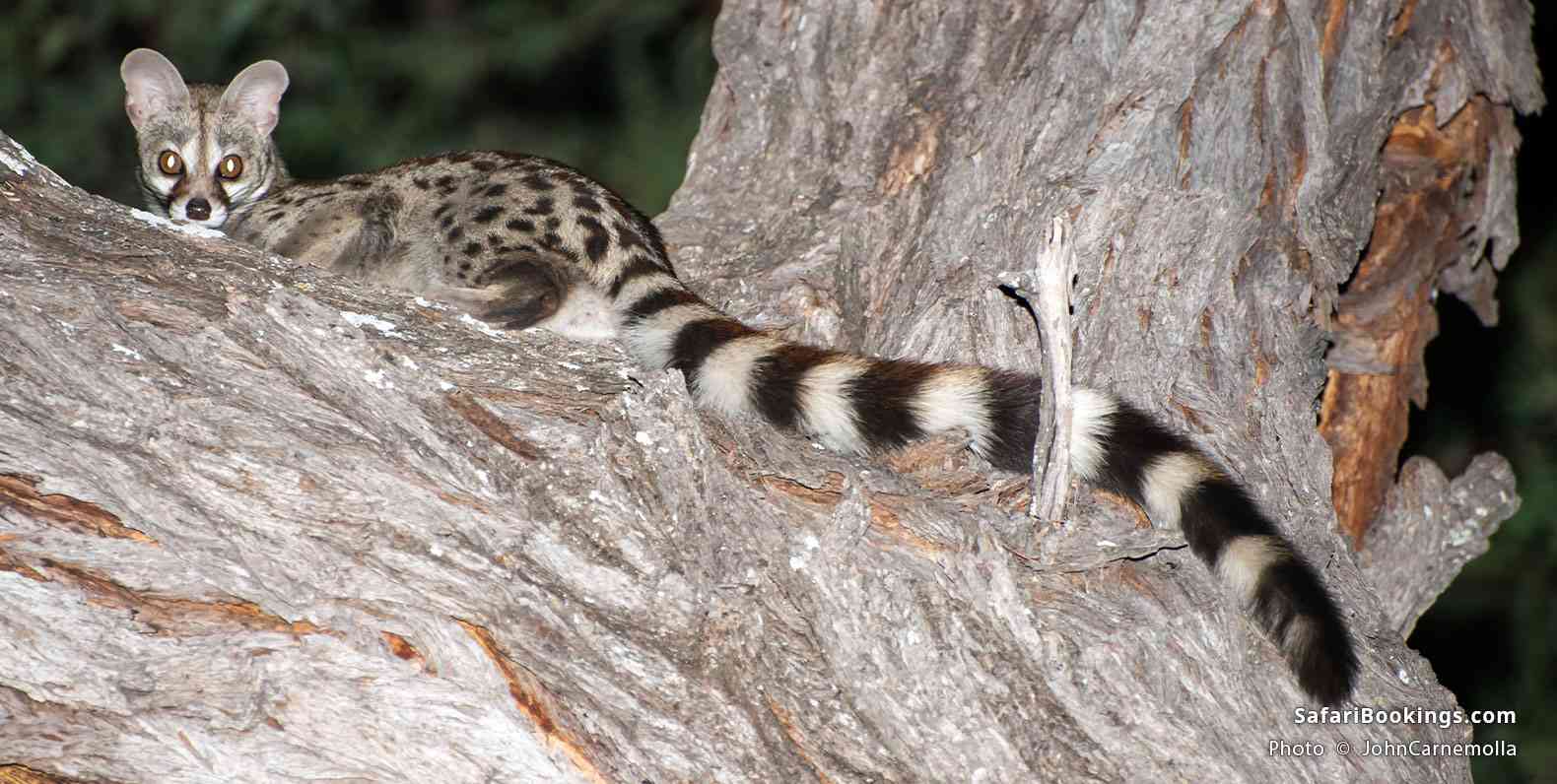 Large-spotted genet sitting on a tree in Savuti