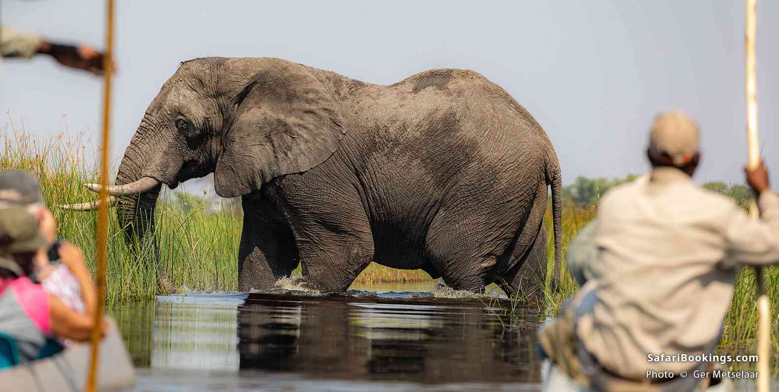 Elephant crossing a channel ahead of a mokoro