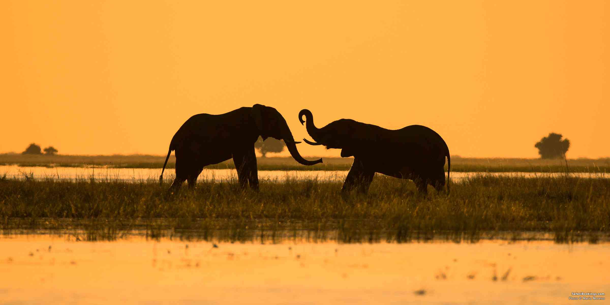 Guide to Visiting Chobe National Park – All You Need To Know