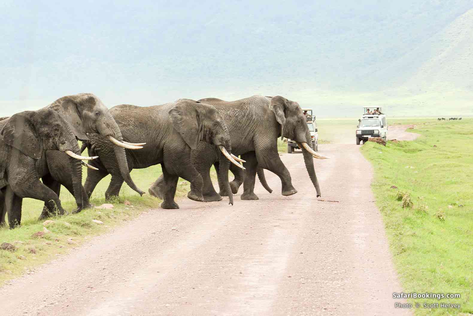 Elephants crossing the road in front of safari vehicles in Ngorongoro Crater