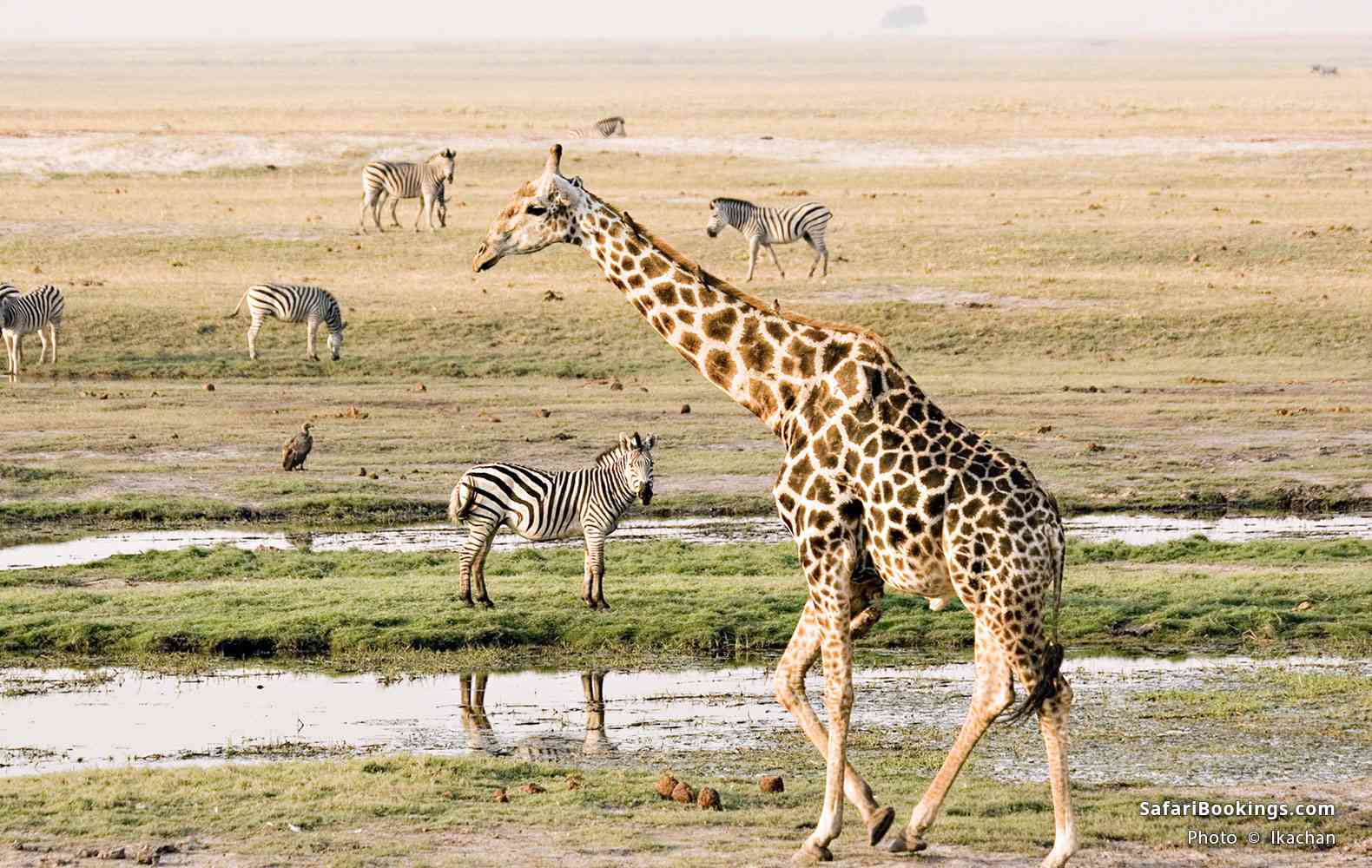 Southern giraffe and plains zebras in Chobe National Park