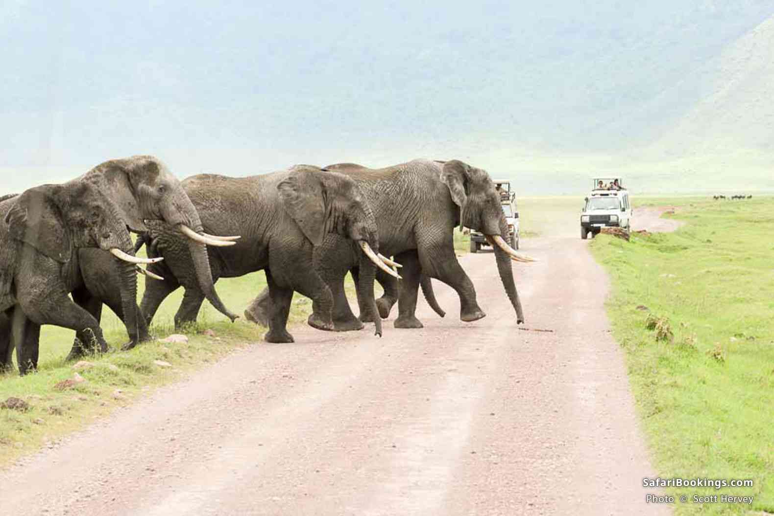 Elephants crossing the road in front of safari vehicles in Ngorongoro Crater
