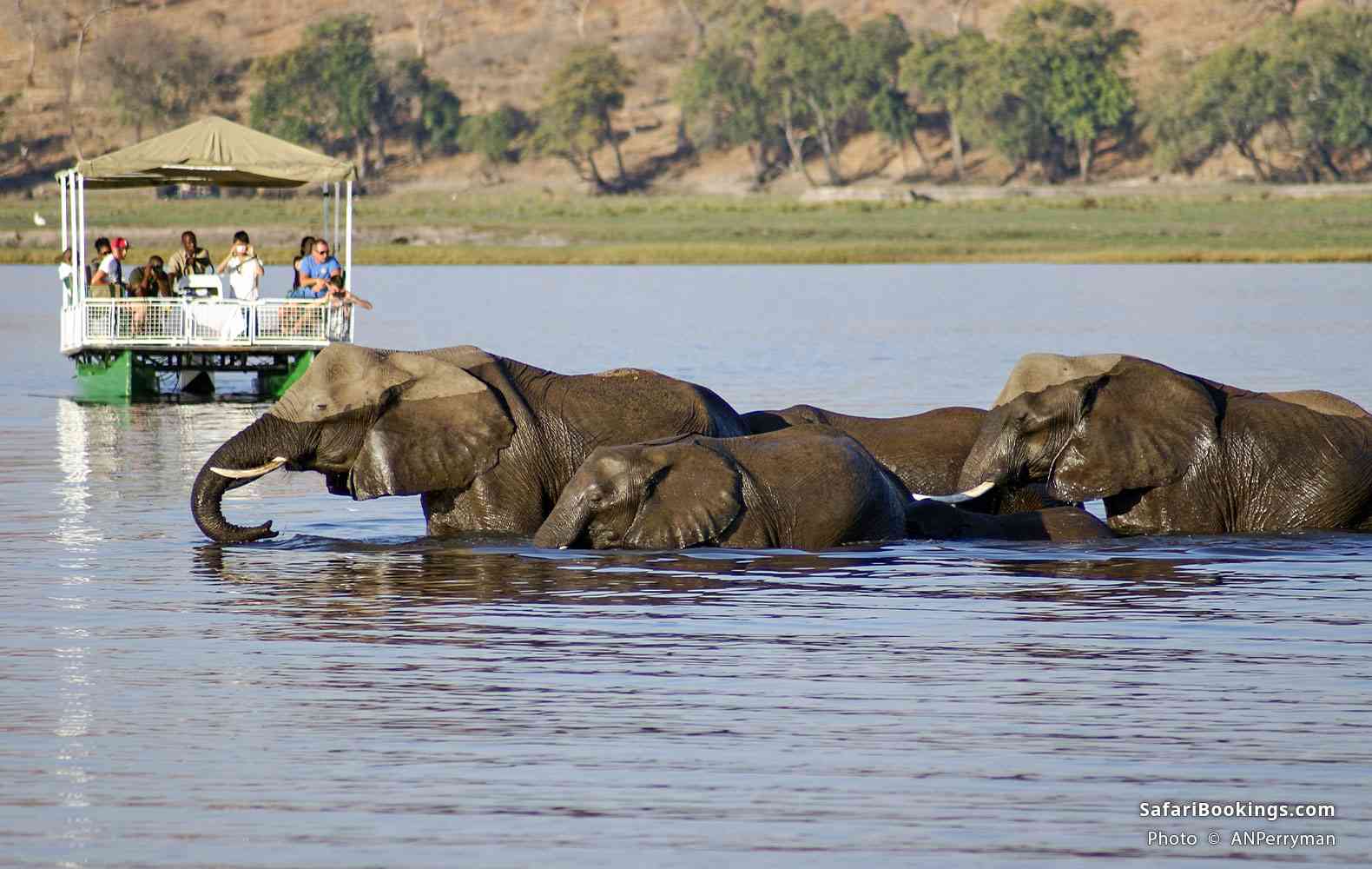 Elephants crossing the Chobe River in front of a tour boat