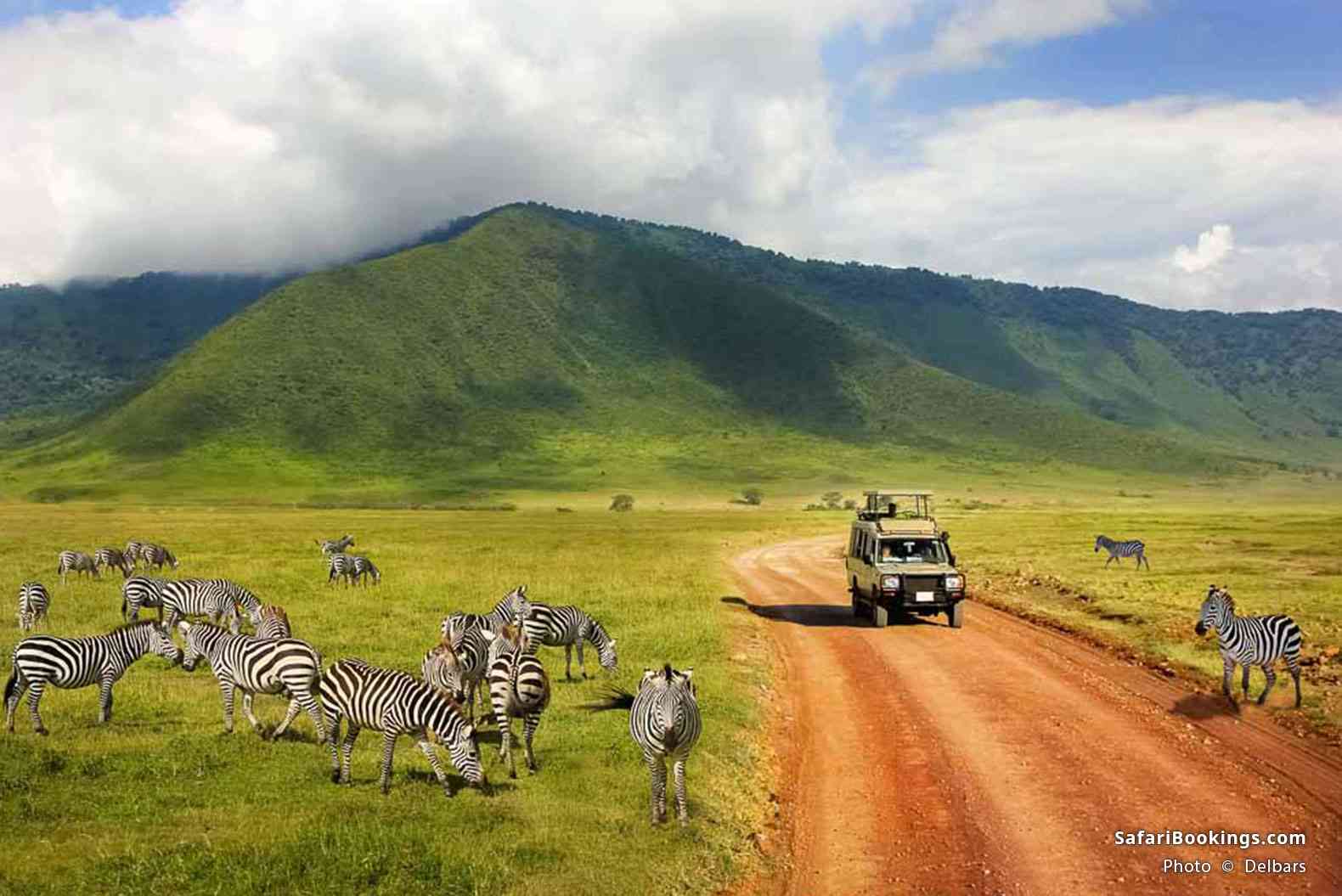 Safari vehicle surrounded by plains zebra in Ngorongoro Crater