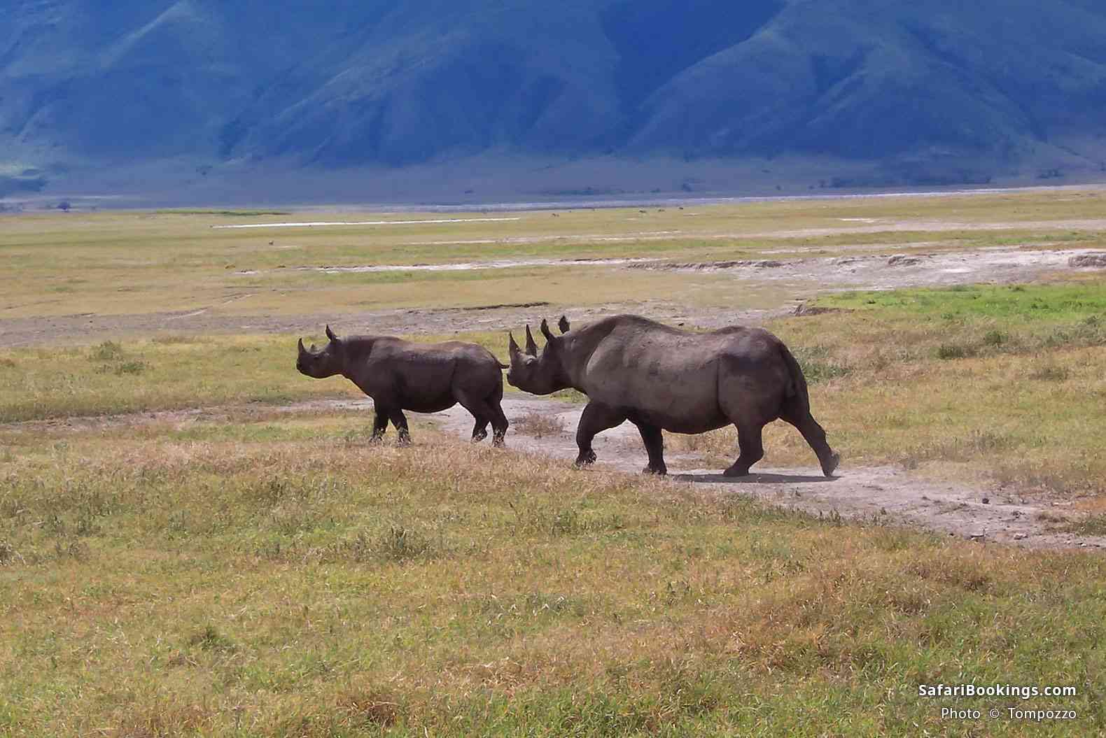 Black rhino with young in Ngorongoro Crater