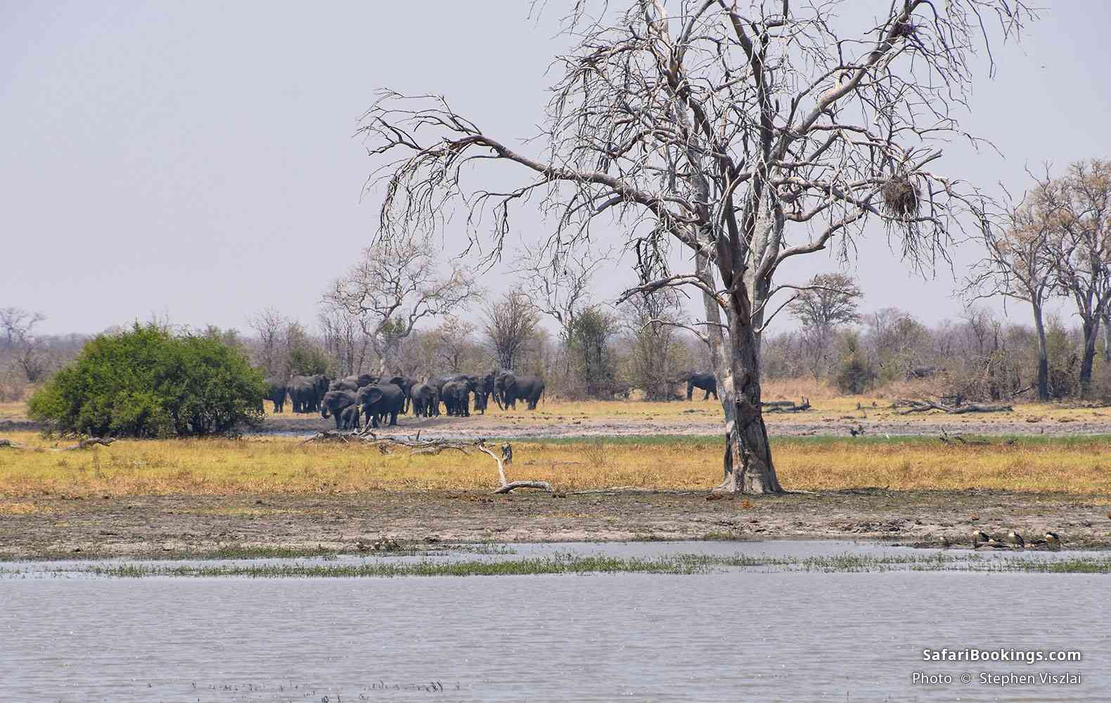 A herd of elephants drinking at Nogatsaa Pans