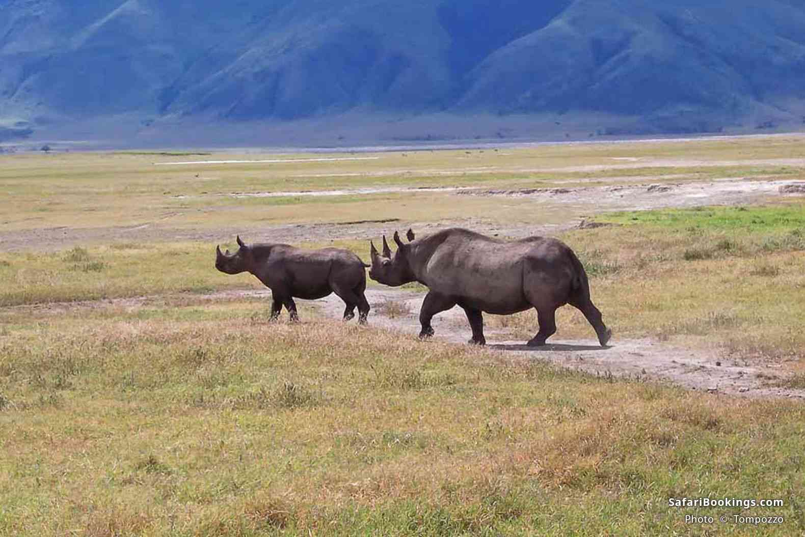 Black rhino with young in Ngorongoro Crater