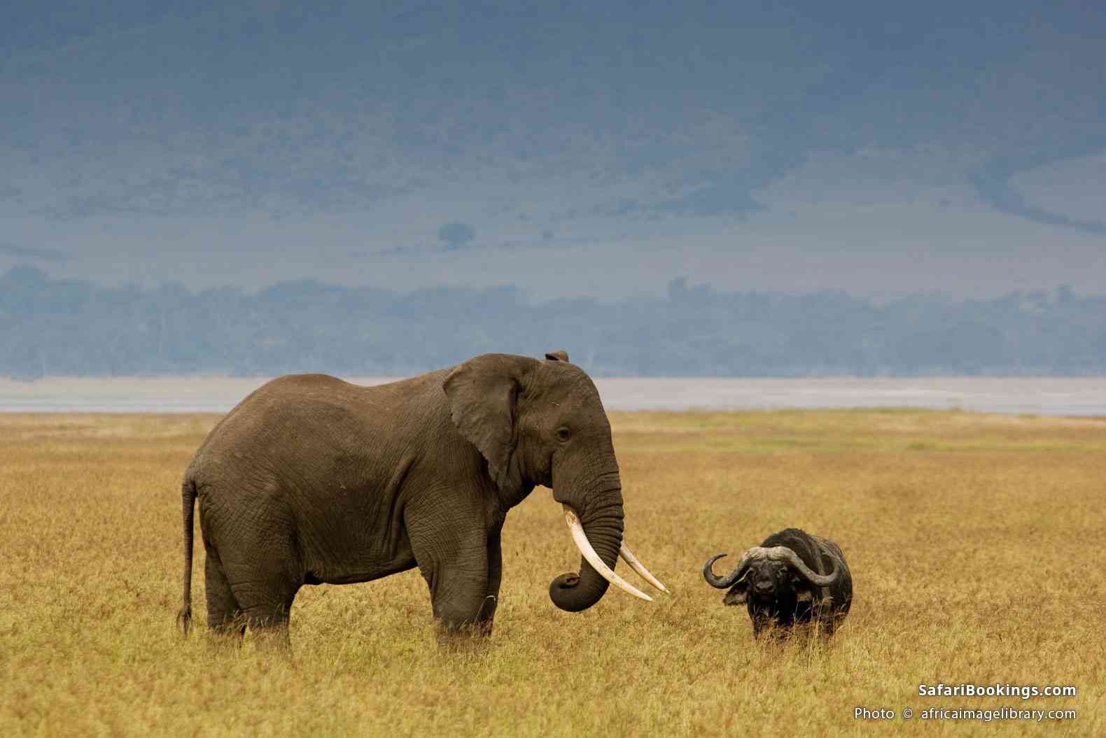 Elephant with a buffalo in Ngorongoro Crater