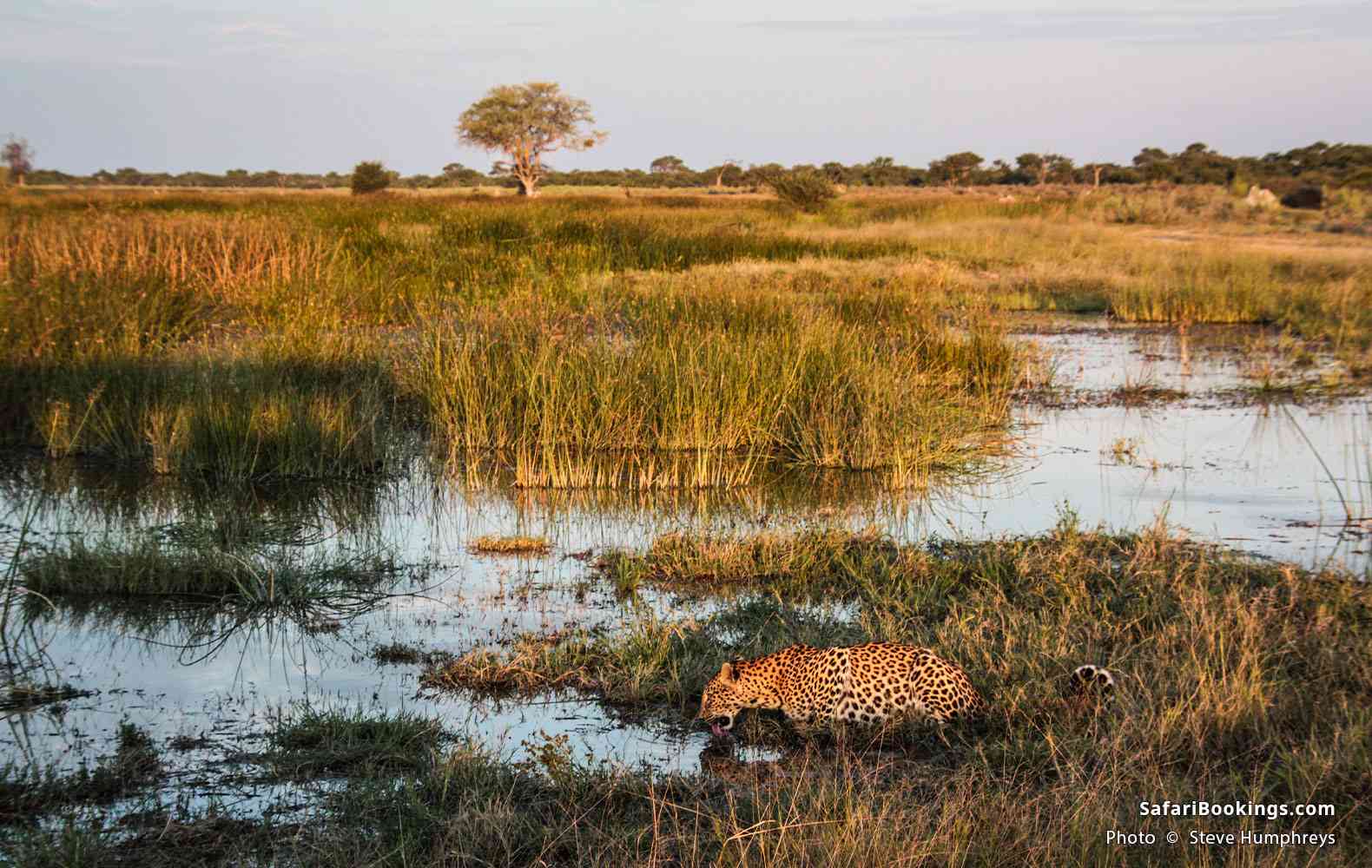 Leopard drinking in the Savuti region