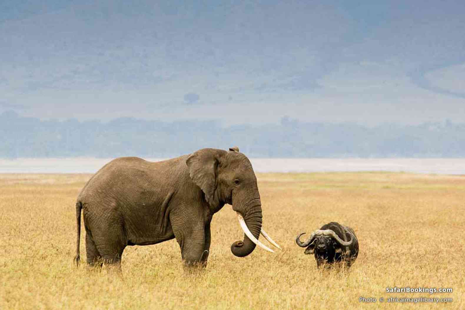 Elephant with a buffalo in Ngorongoro Crater