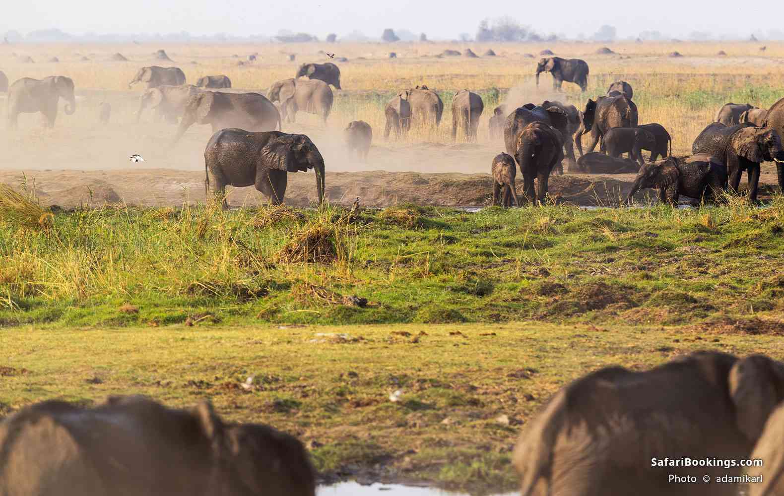 A large group of African bush elephants on a dusty plain in Linyanti