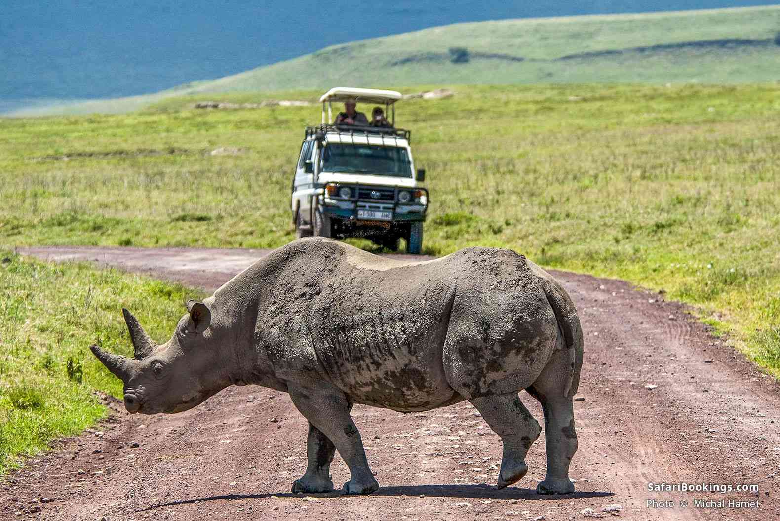Black rhino on the road in front of a safari vehicle in Ngorongoro Crater