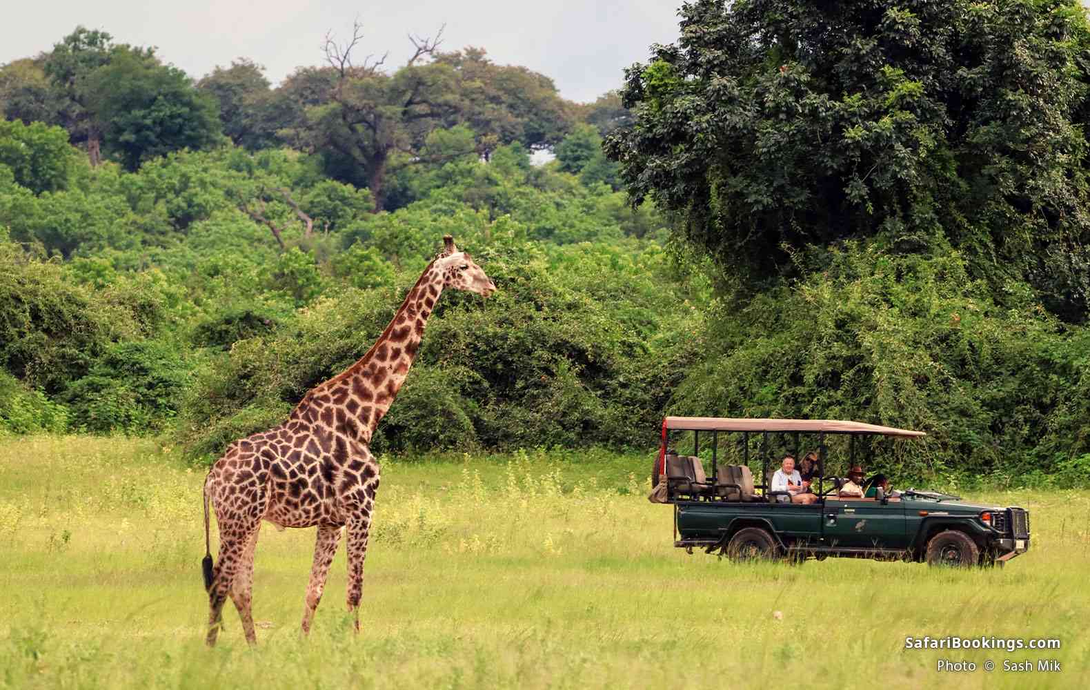 Travelers viewing a giraffe in Chobe National Park