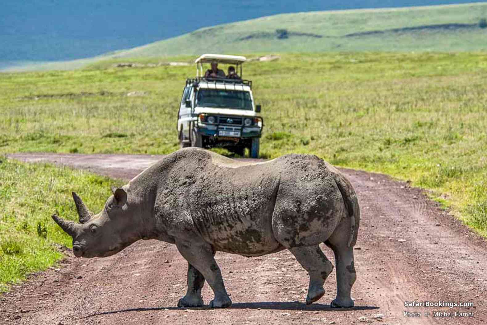 Black rhino on the road in front of a safari vehicle in Ngorongoro Crater