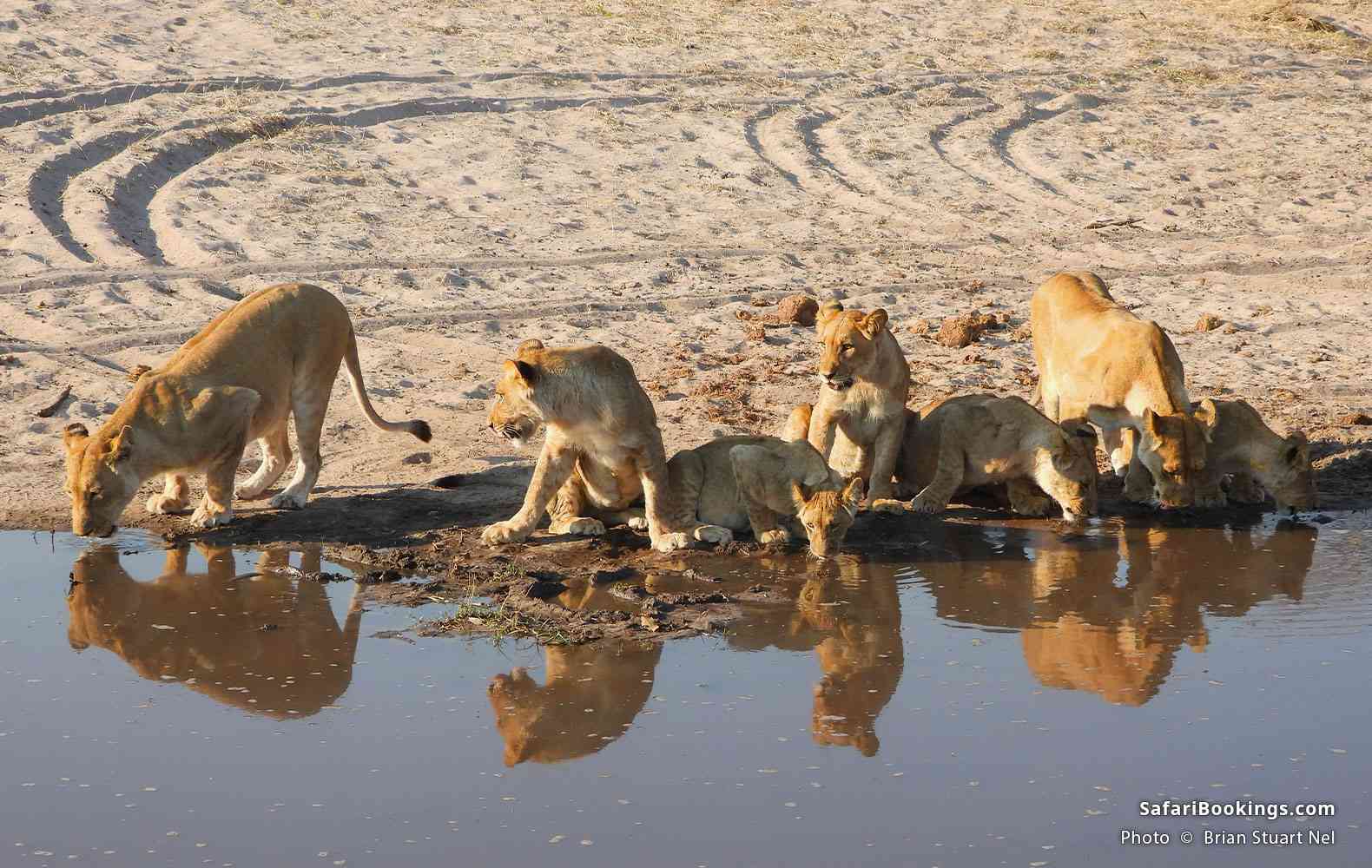 A pride of lions drinking from a waterhole in Chobe National Park