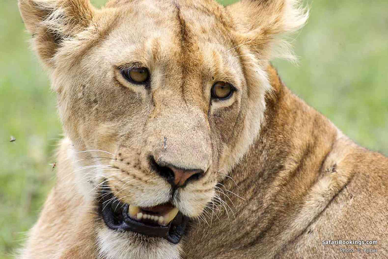Lioness in Ngorongoro Crater