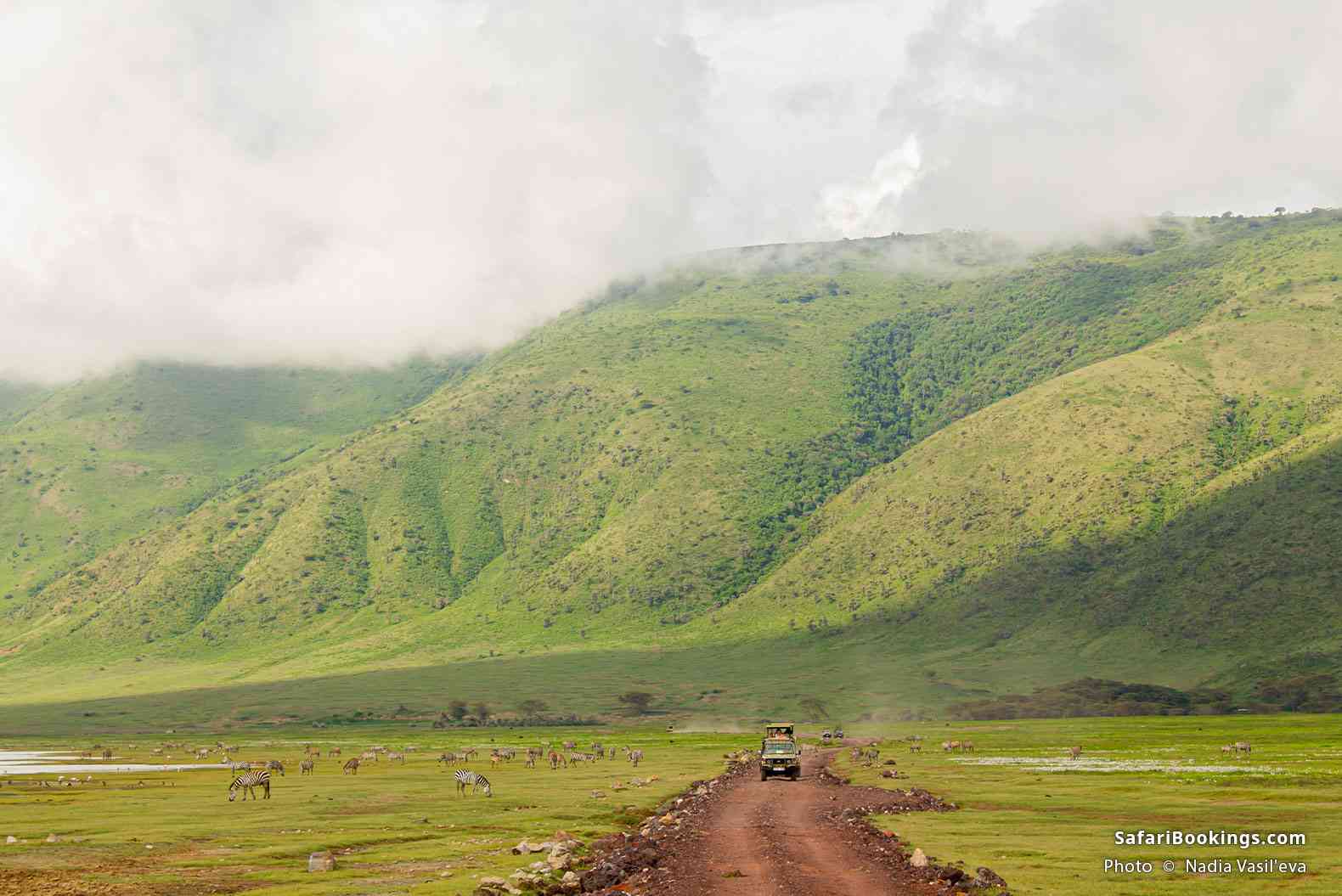 Vehicle driving past zebras in Ngorongoro Crater