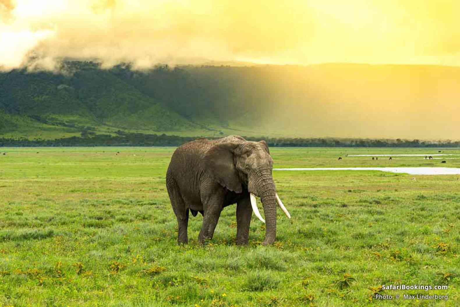 Elephant bull walking in the Ngorongoro Crater