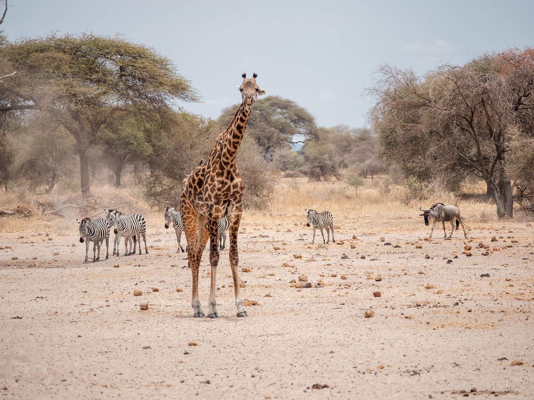 Giraffe and zebras in Tarangire National Park