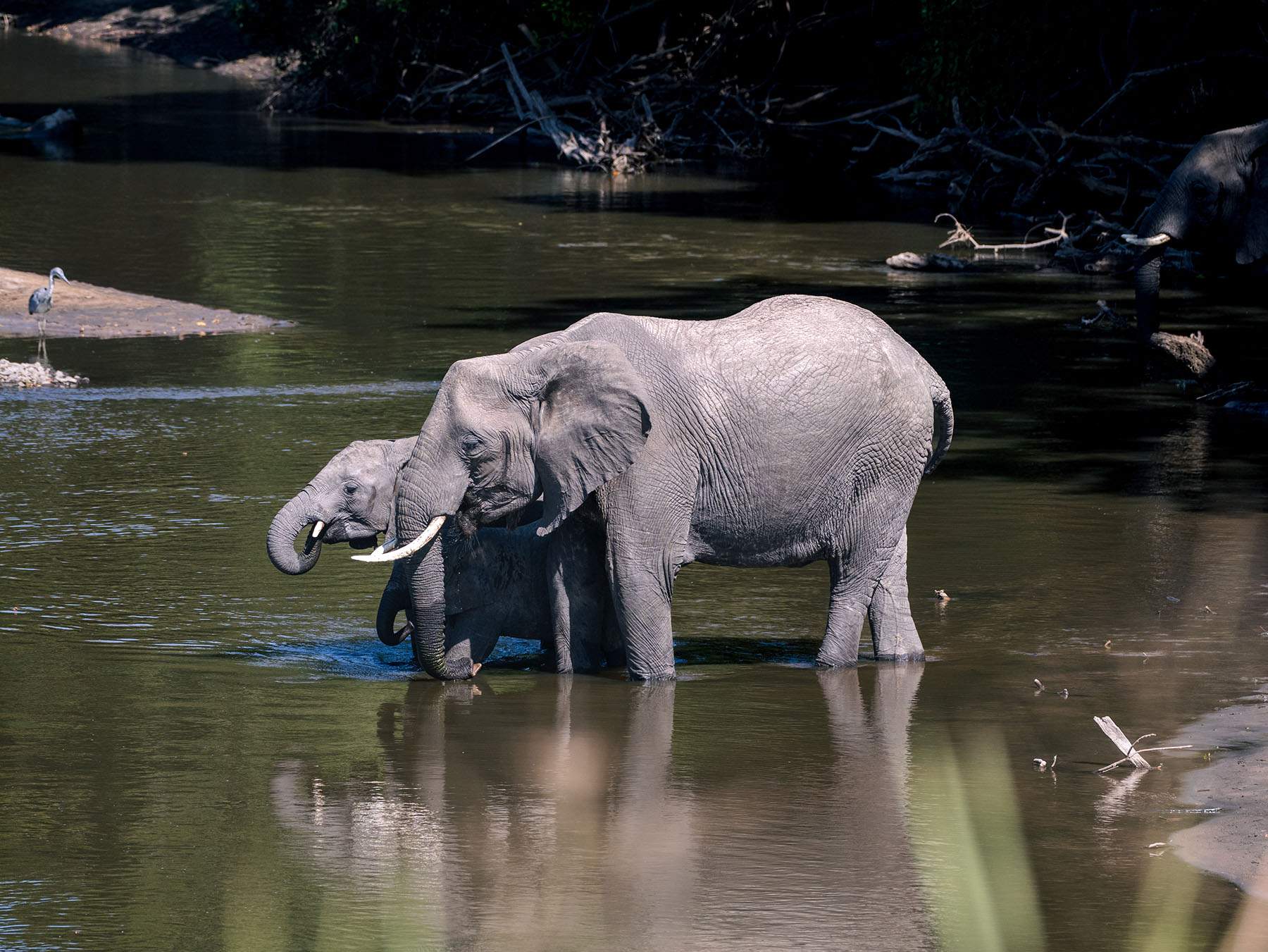 Elephants drinking in the Grumeti River in the Serengeti