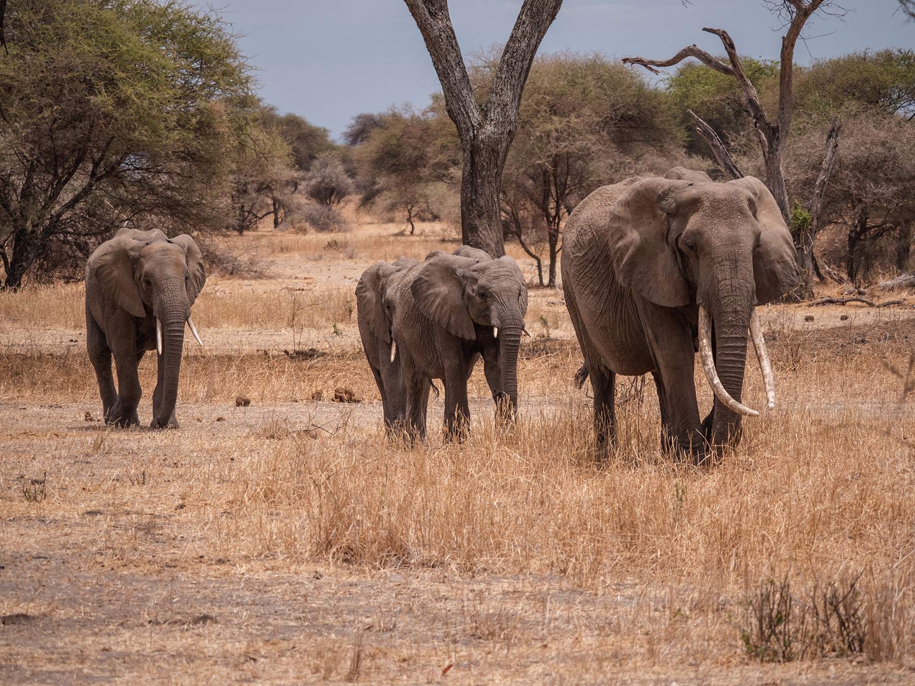 A breeding herd of elephants in Tarangire National Park