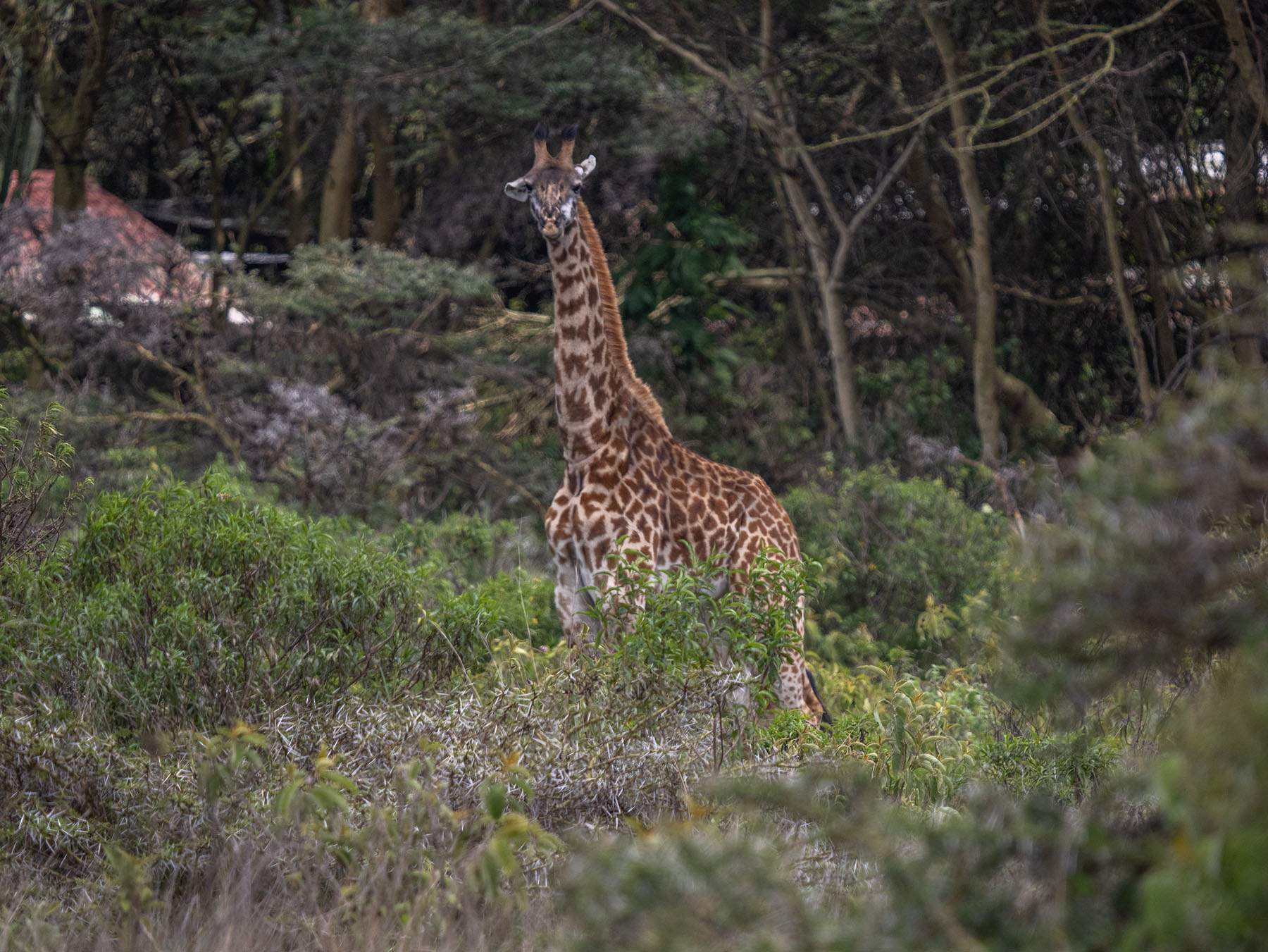Masai Giraffe in Arusha National Park