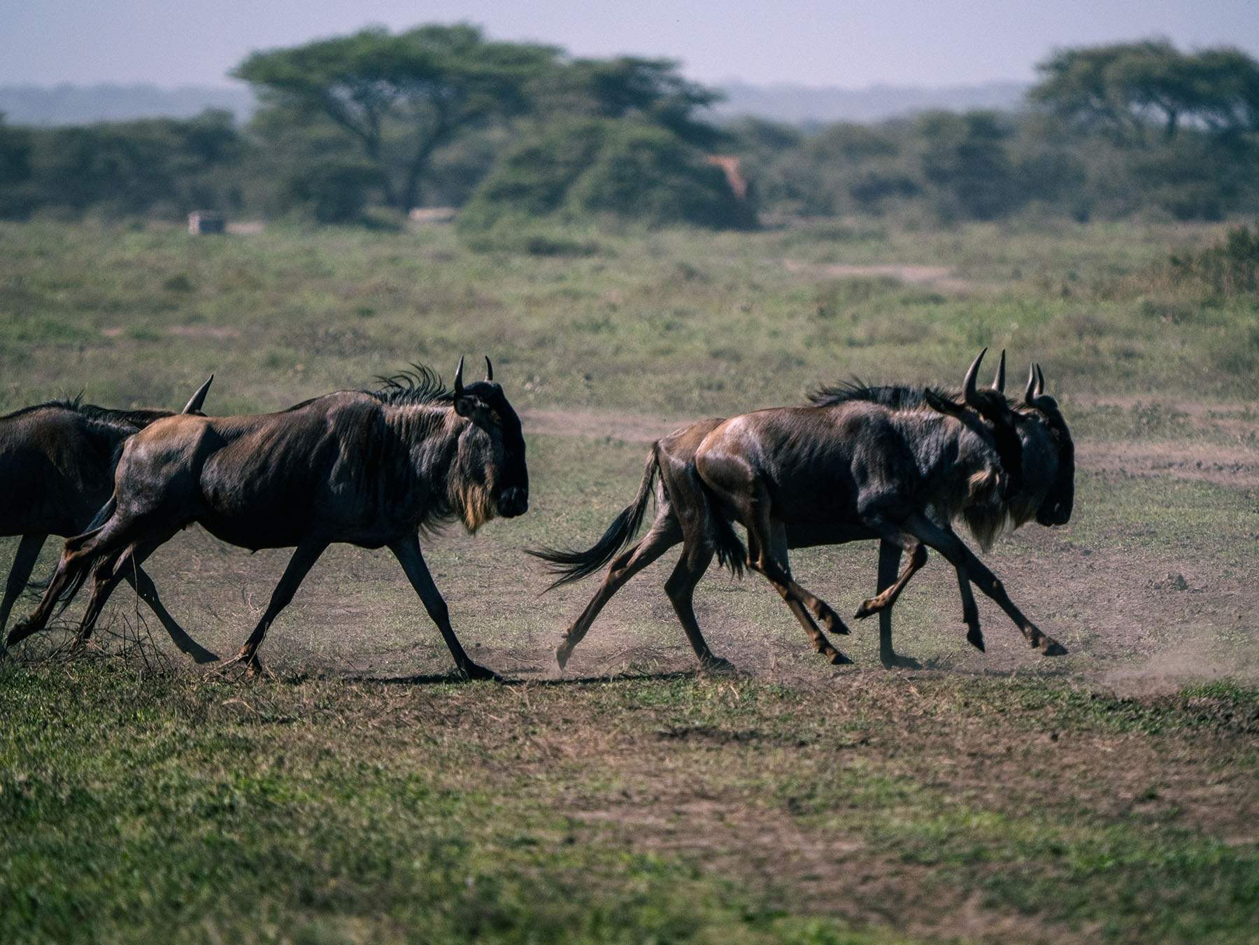 The great wildebeest migration in the Serengeti