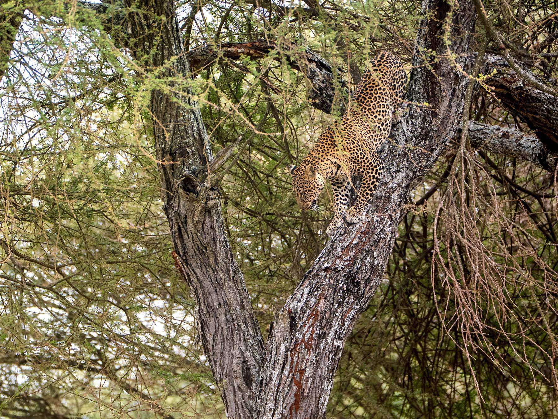 A leopard in Tarangire National Park