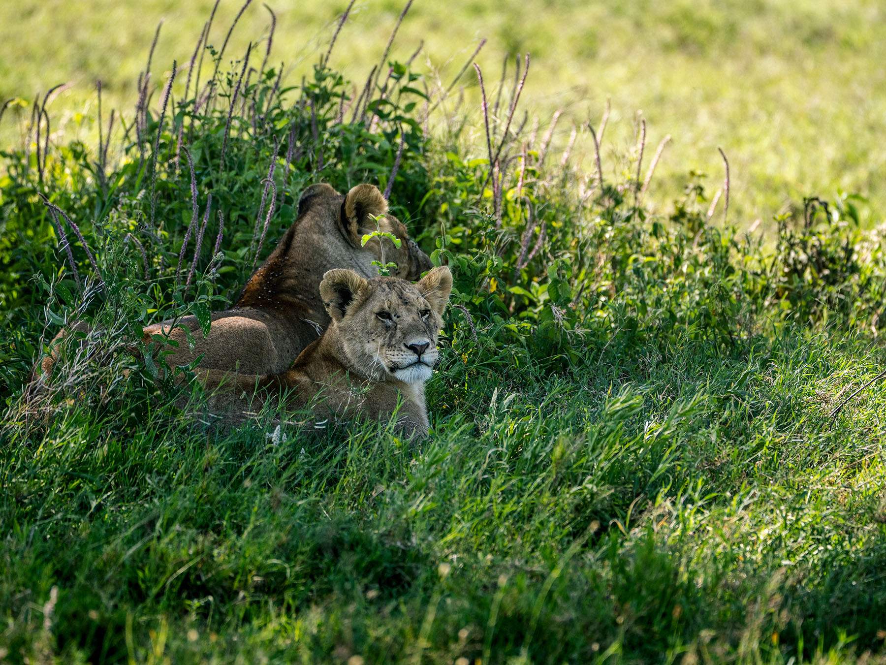 Lion cubs in Central Serengeti