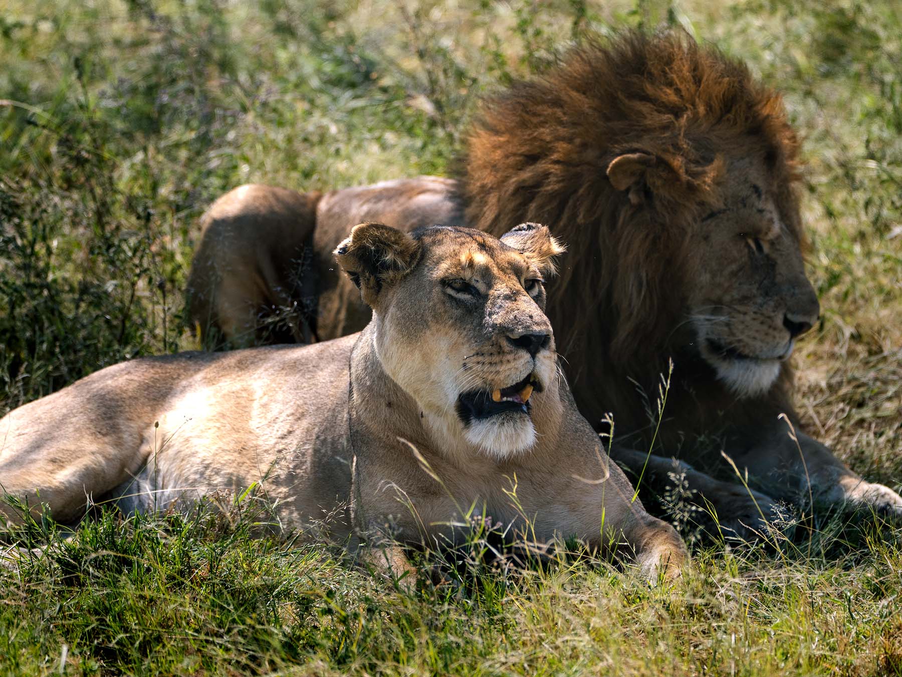 Tanzania Safari Itinerary - How To Spend 7 to 10 Days