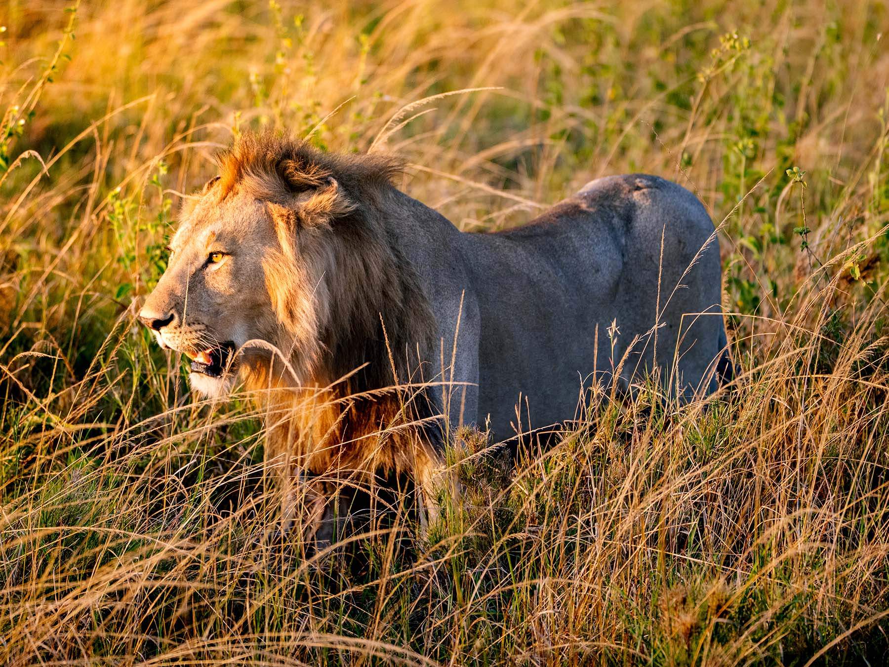 Male lion in Central Serengeti