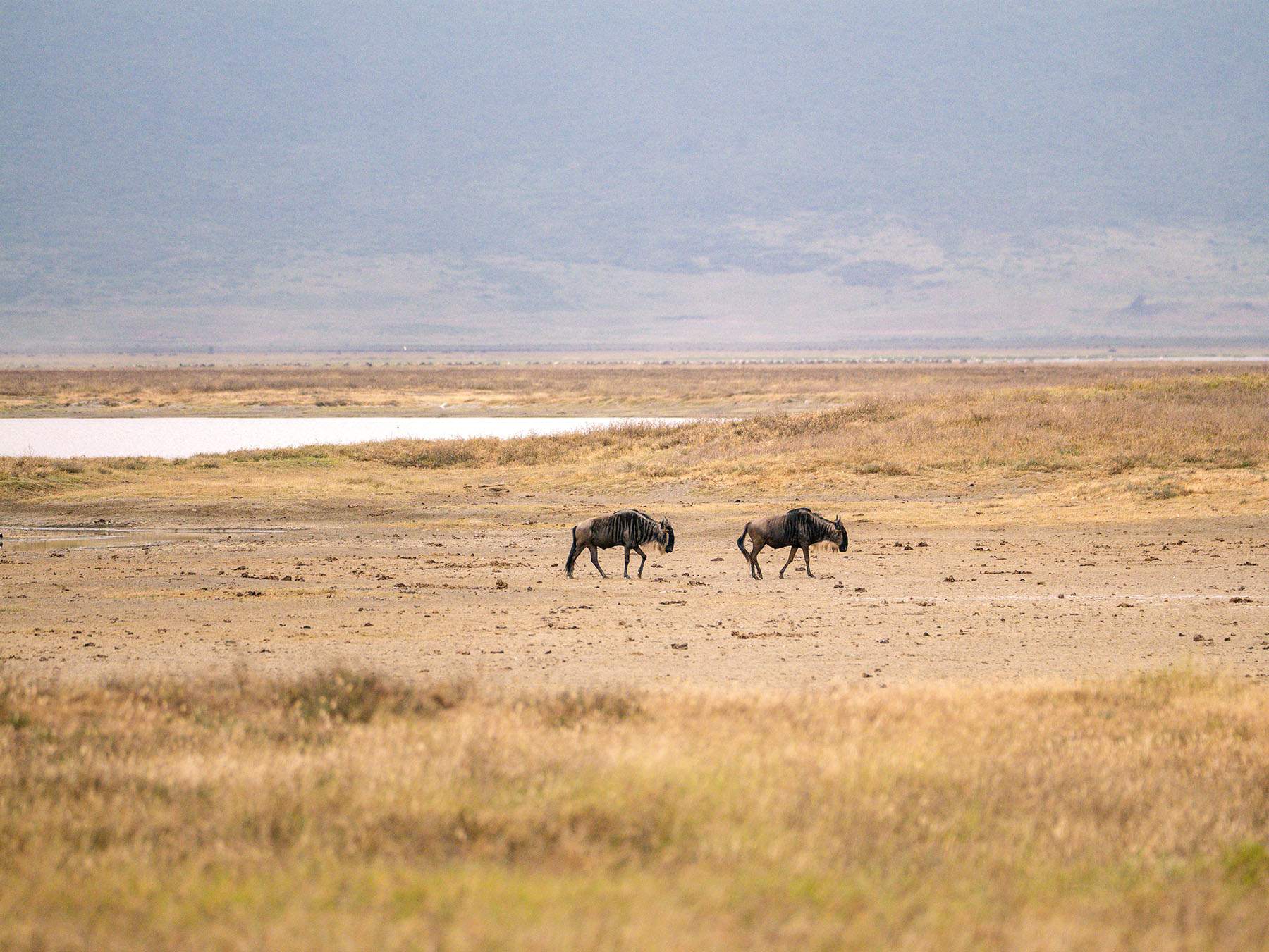 Wildebeest in Ngorongoro Crater