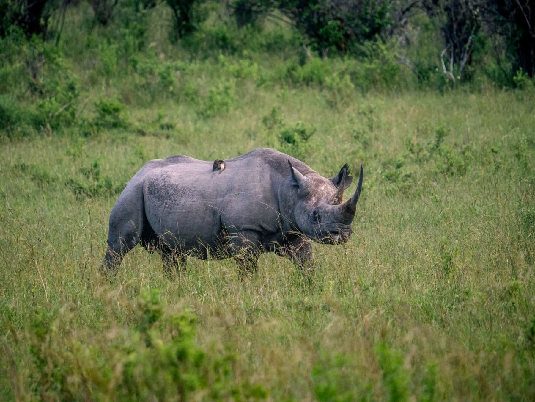 A black rhino in Ol Pejeta Conservancy