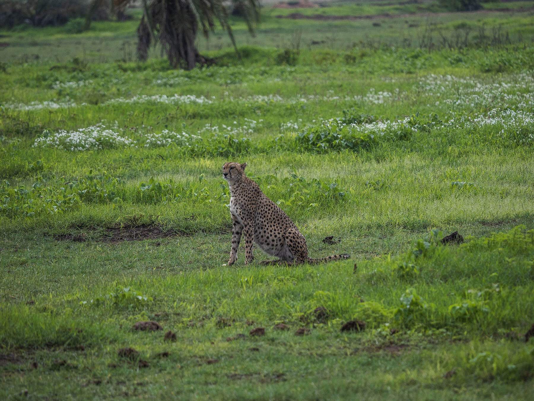 A cheetah in Amboseli National Park