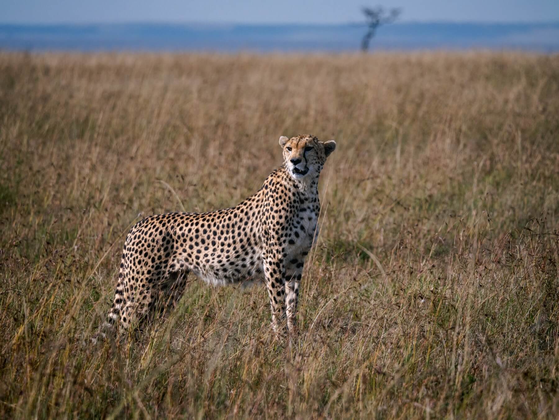 Kenya Safari Itinerary – How To Spend 7 to 10 Days