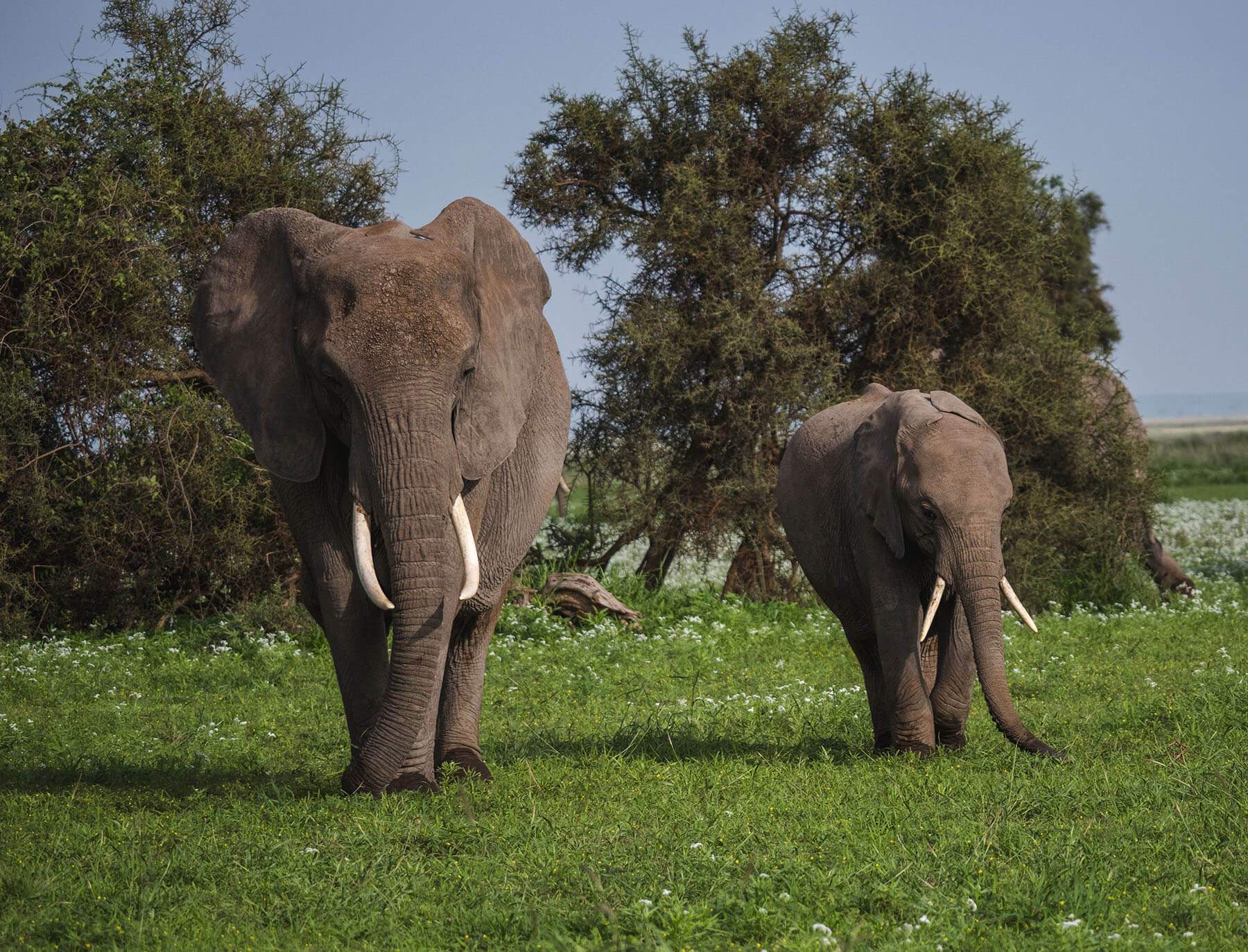 Elephants in Amboseli National Park