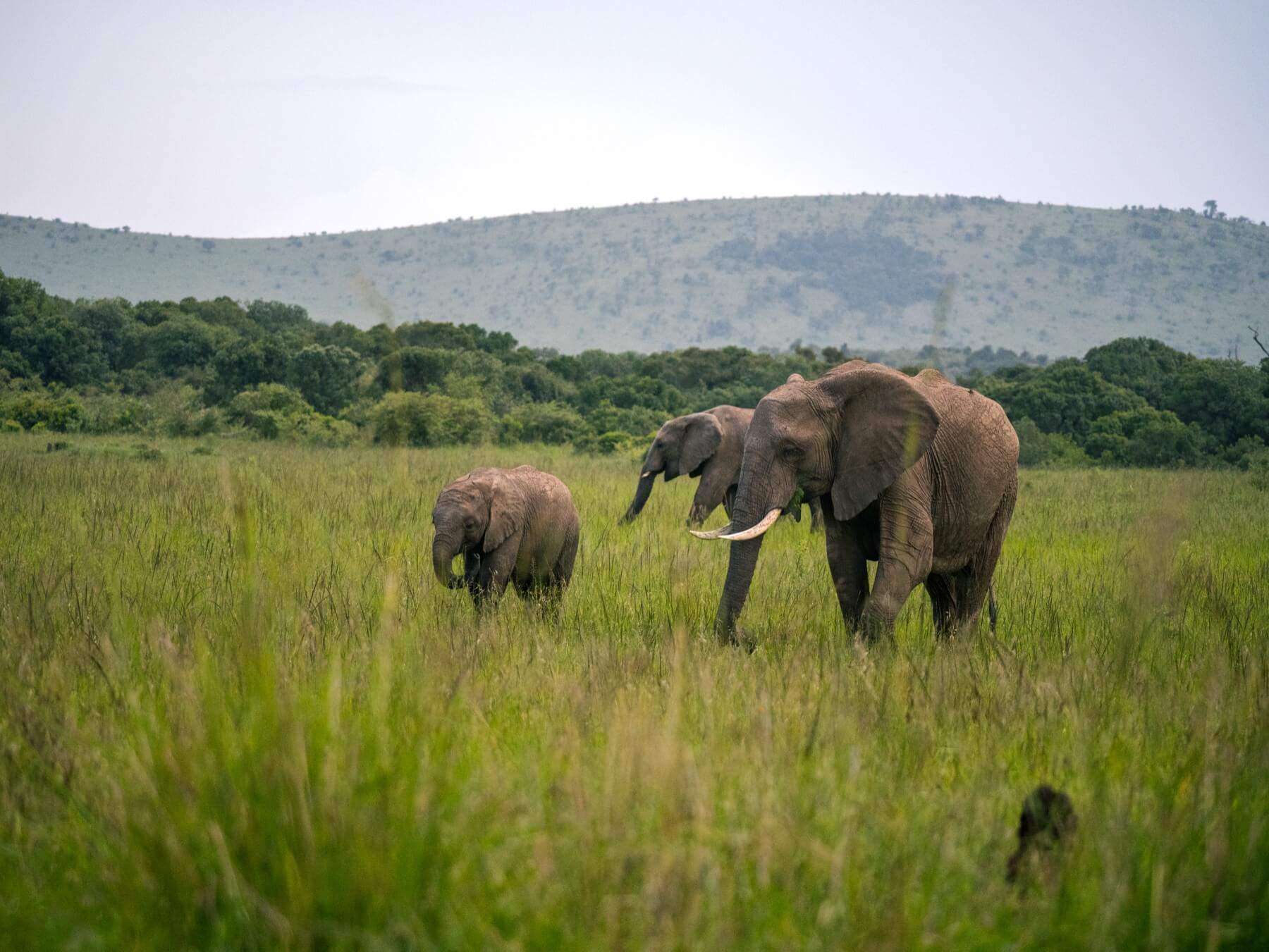 A mother elephant and her calf in the Masai Mara
