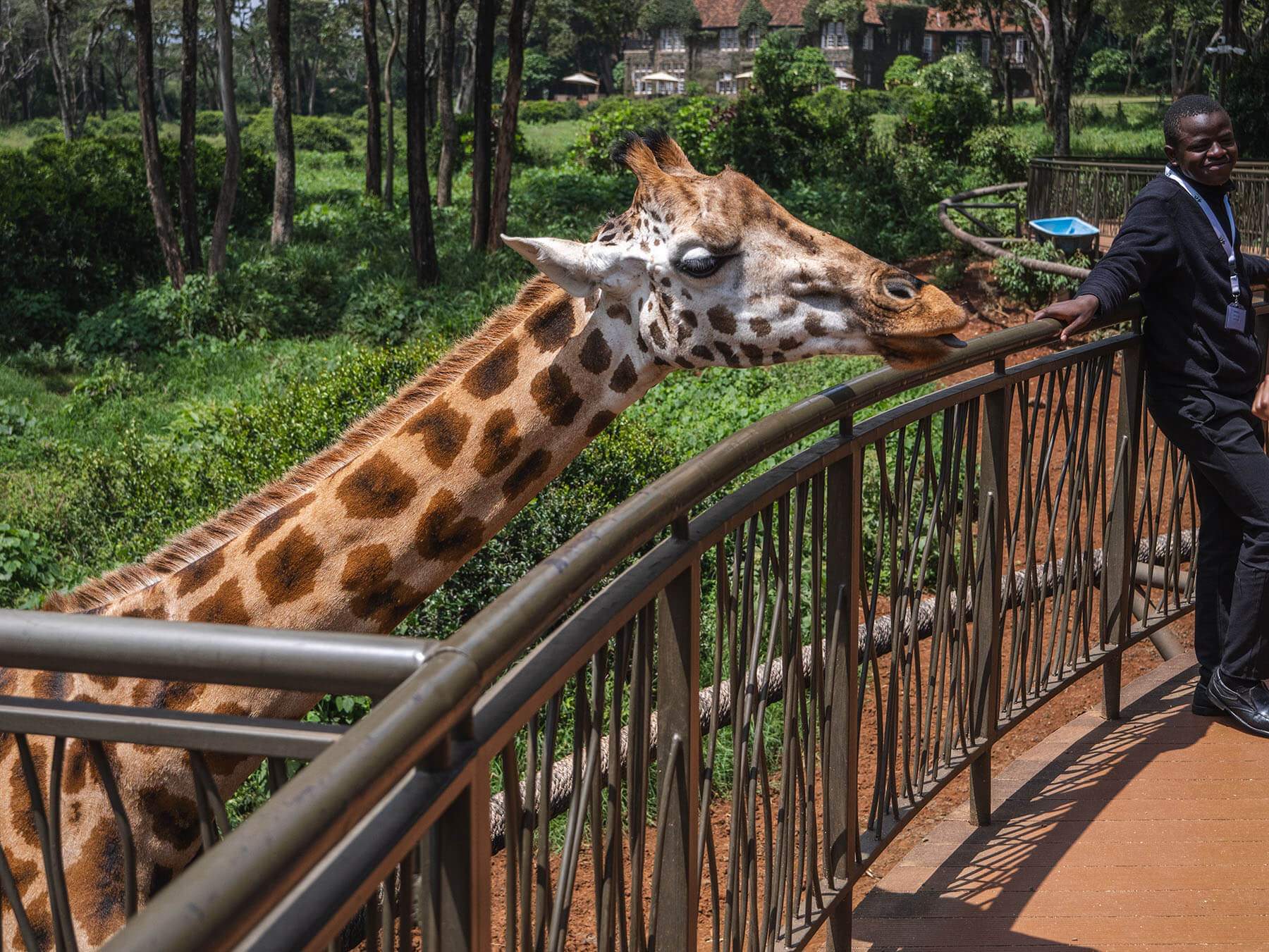 A giraffe is excited to receive some food at the Giraffe Centre