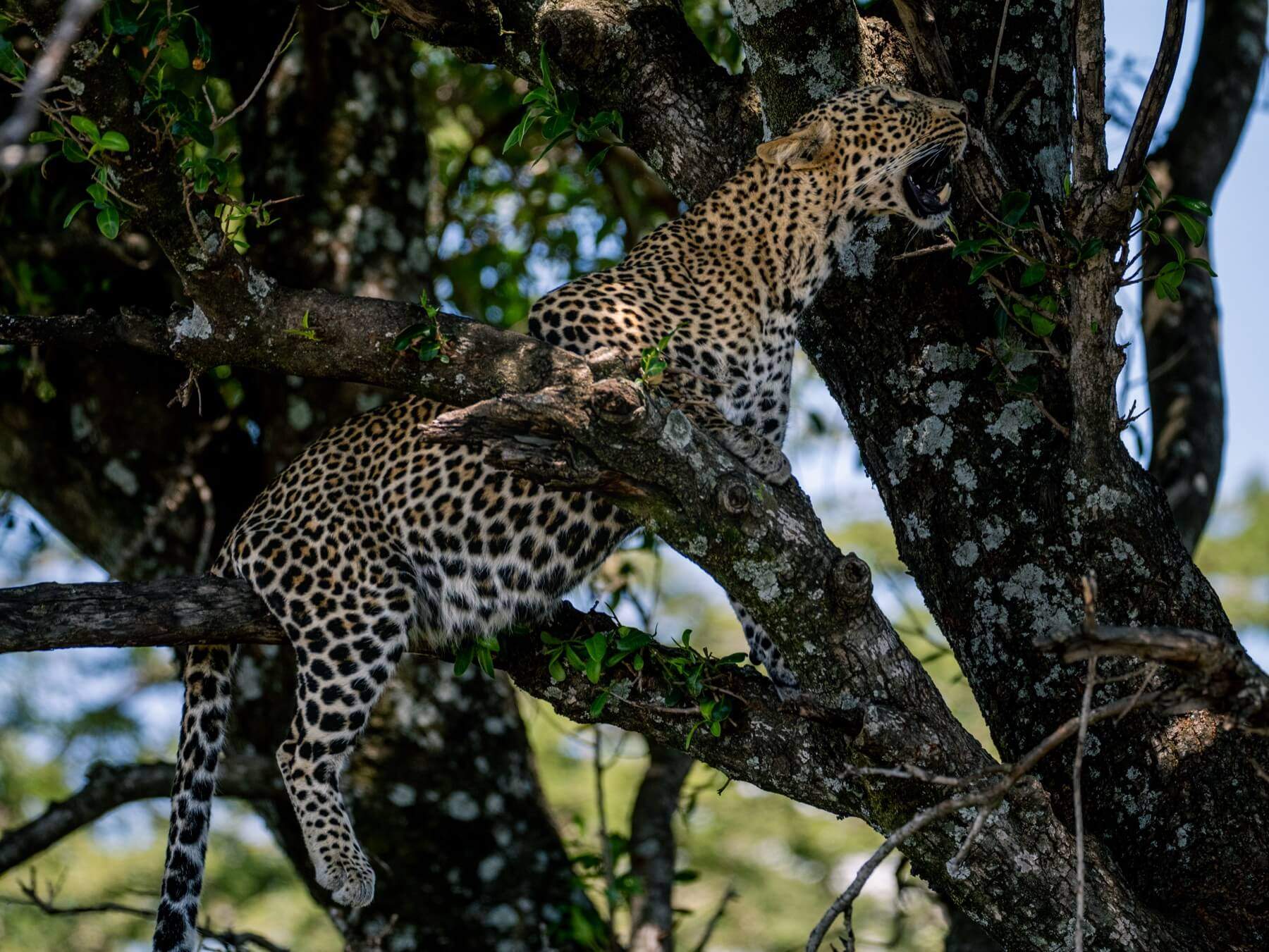 A leopard resting in a tree in Kenya