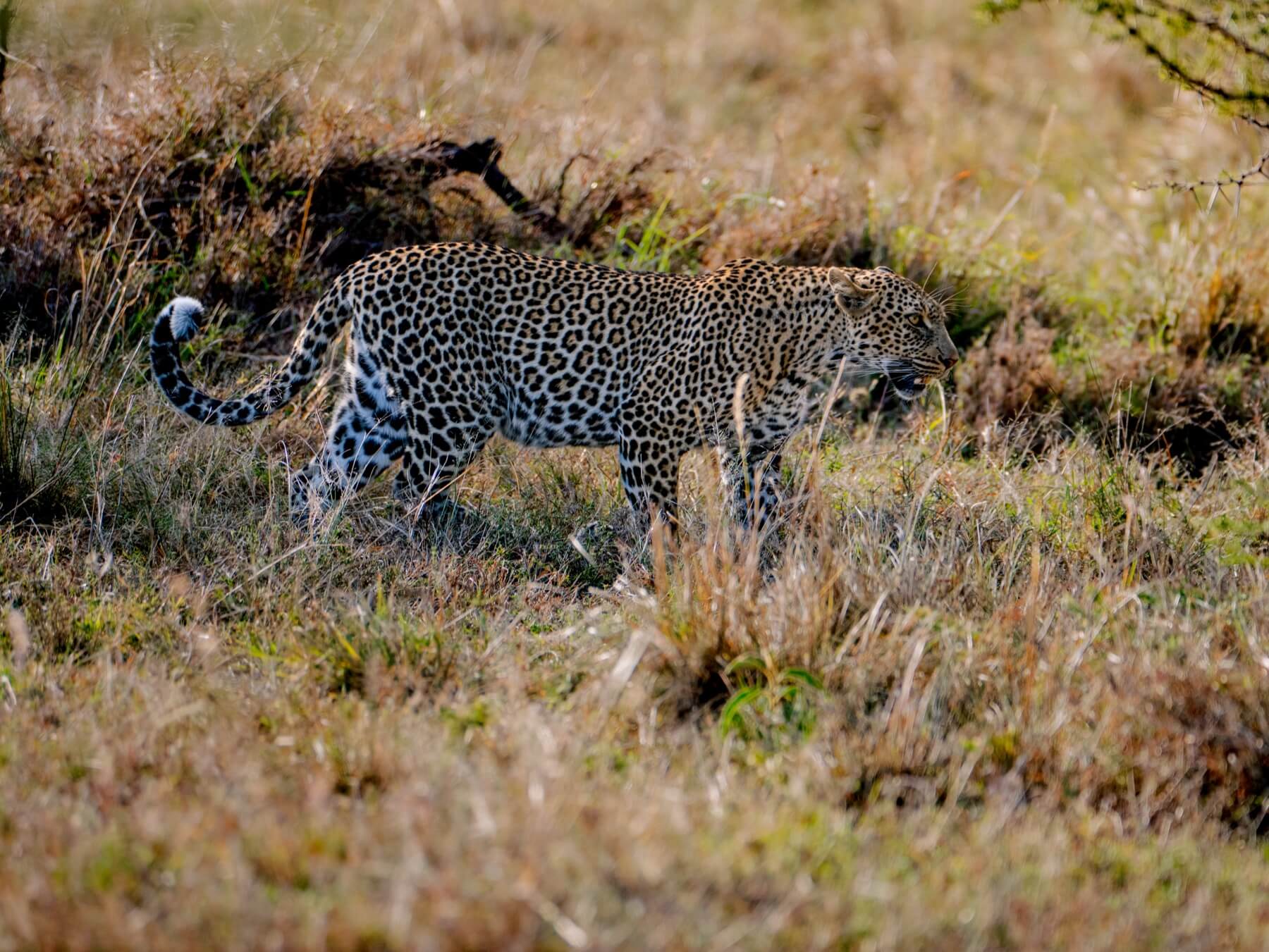 A female leopard in the Masai Mara National Reserve