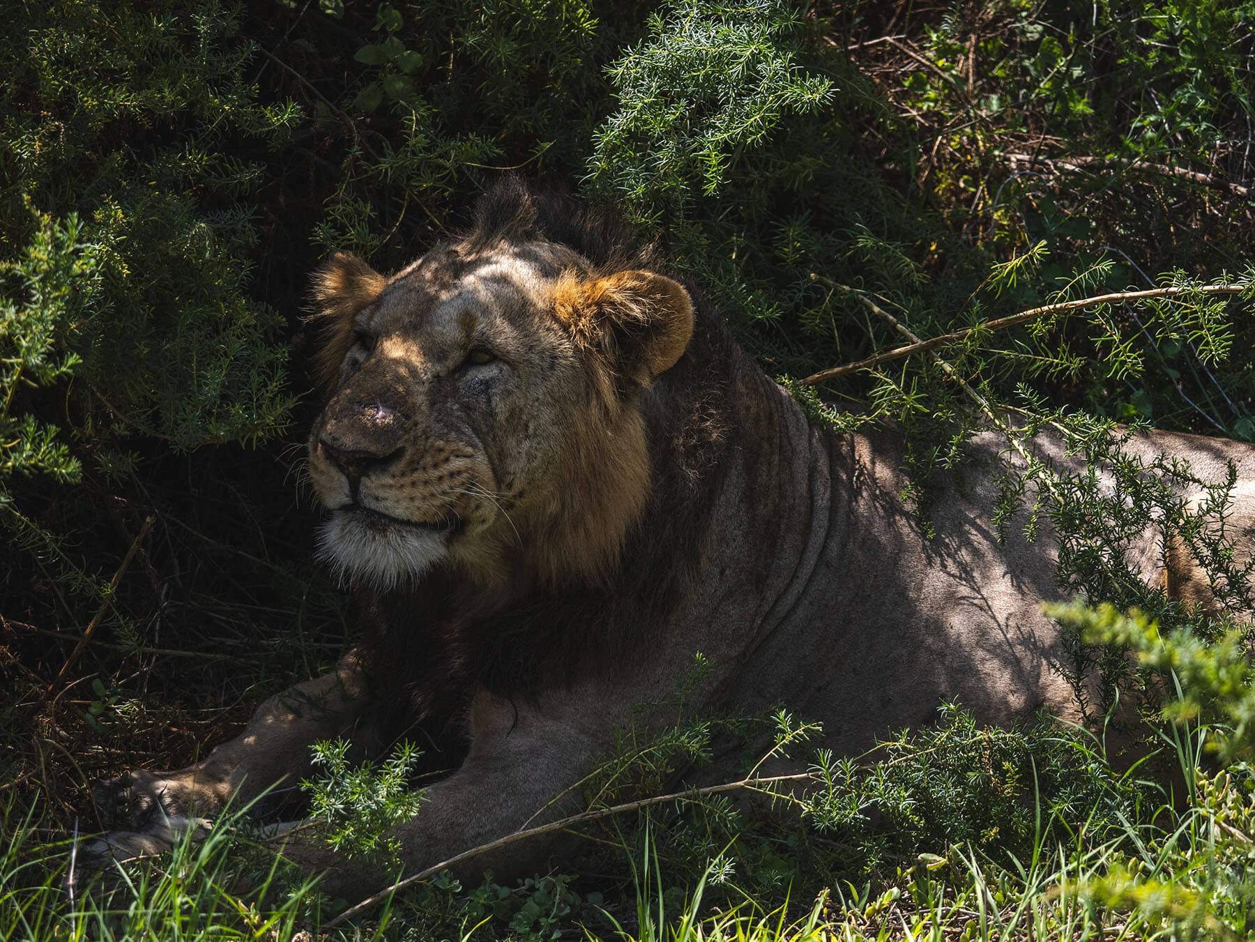 A male lion in Tsavo West National Park