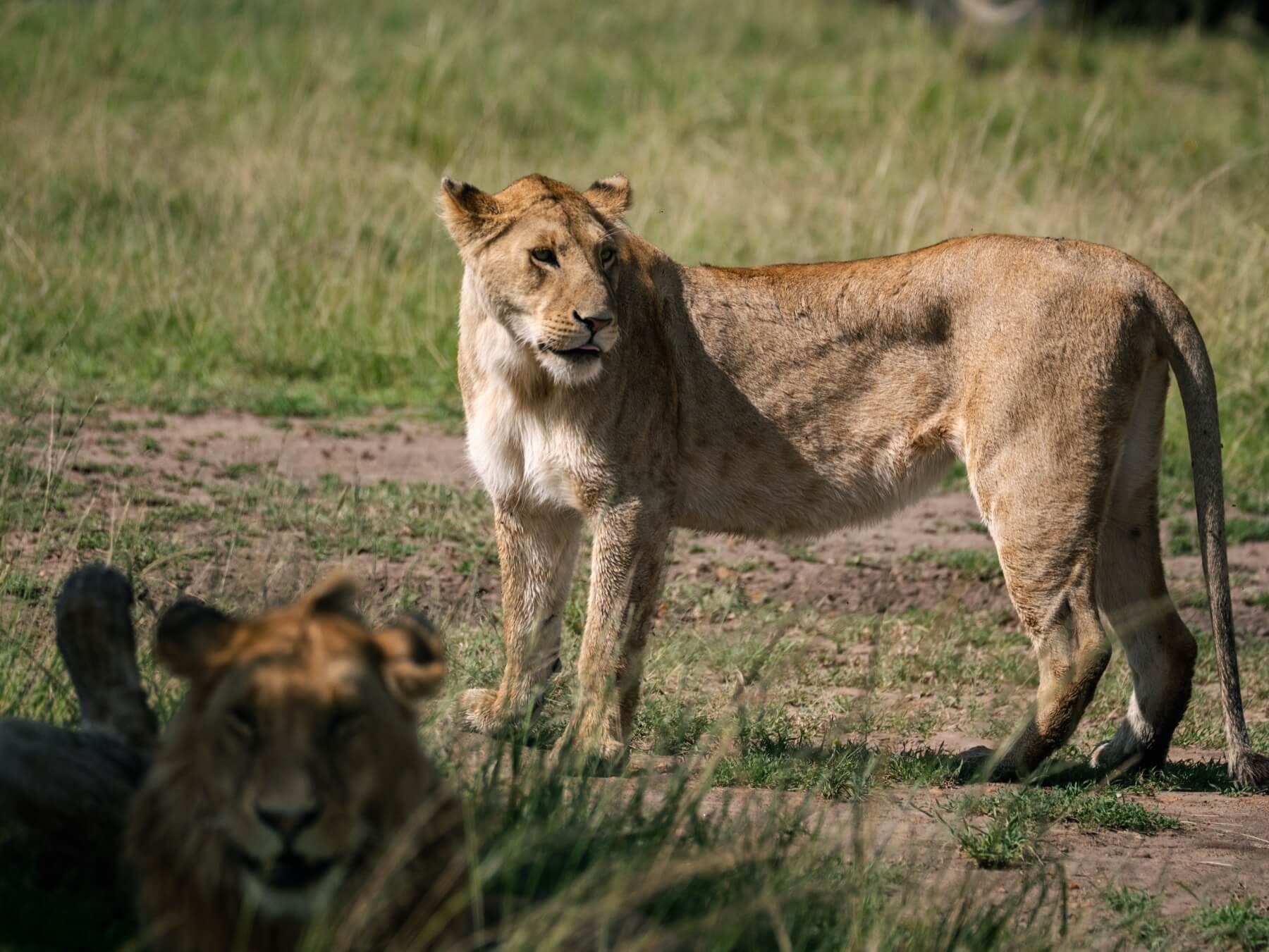 A pride of lions in the Masai Mara