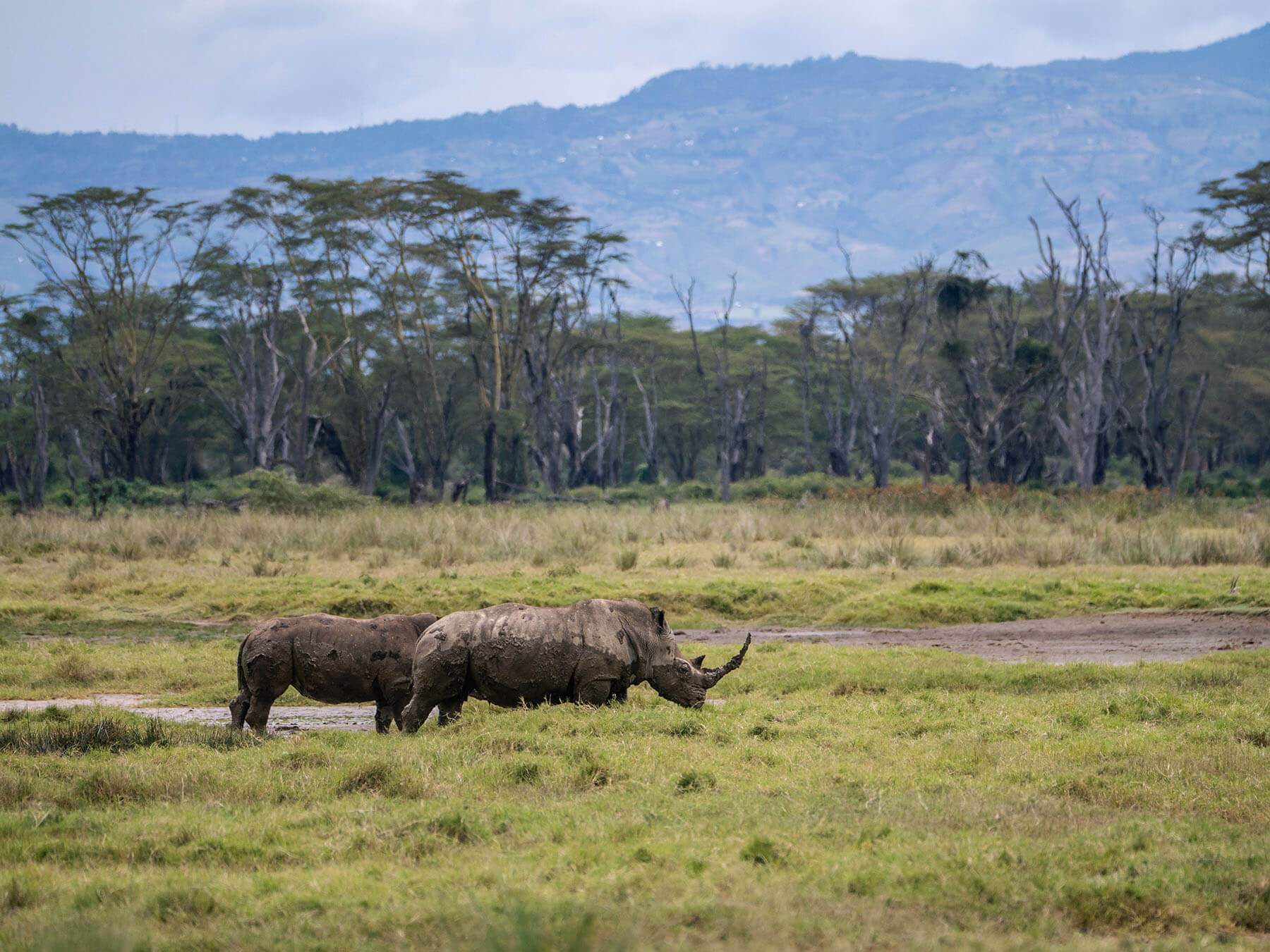 A pair of white rhinos in Lake Nakuru National Park