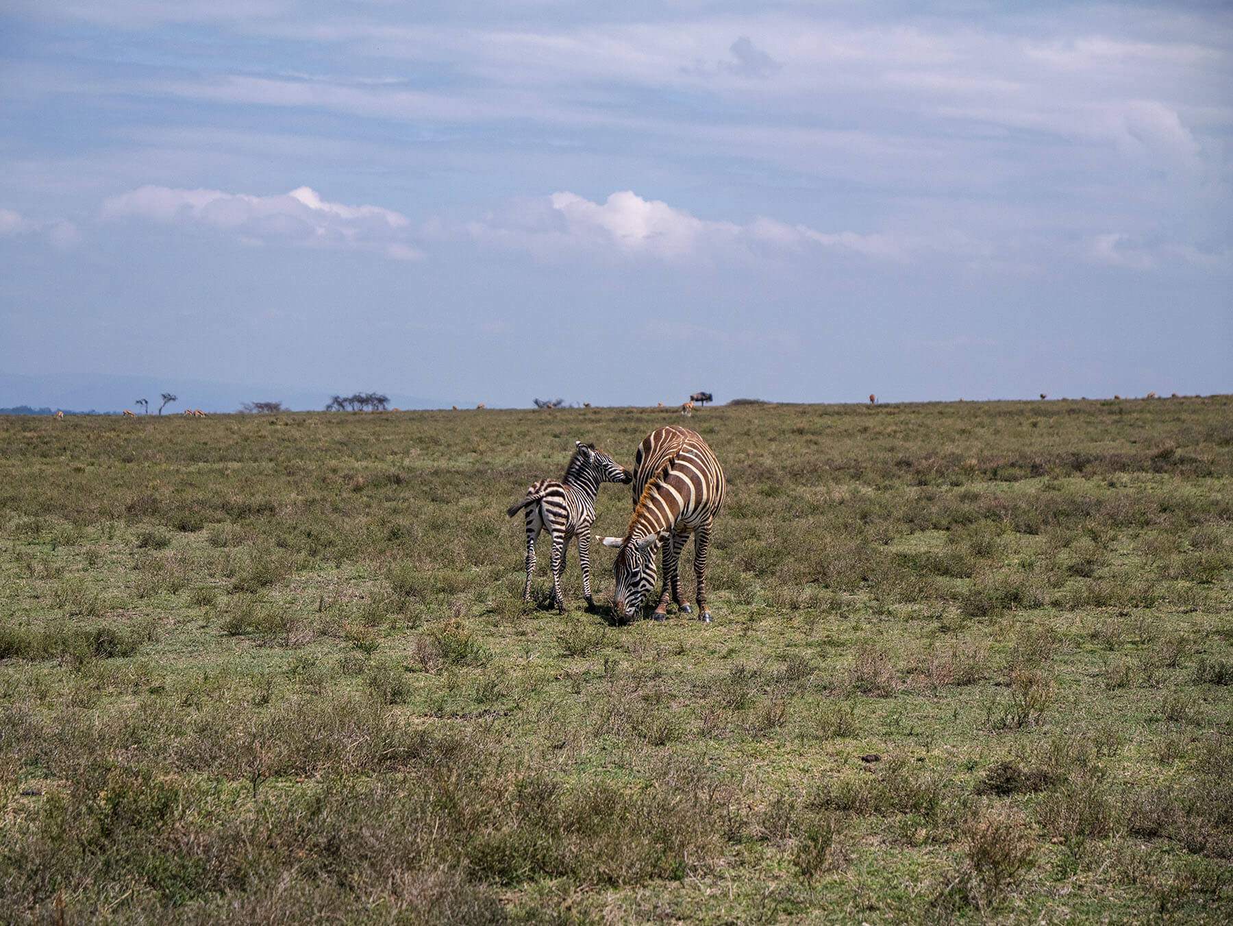 A mother zebra and her foal on Crescent Island in Lake Naivasha