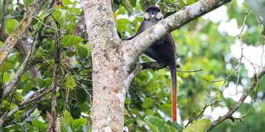 Bigodi Wetland Sanctuary