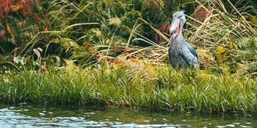 Mabamba Swamp