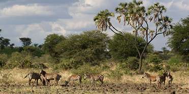 Meru National Park